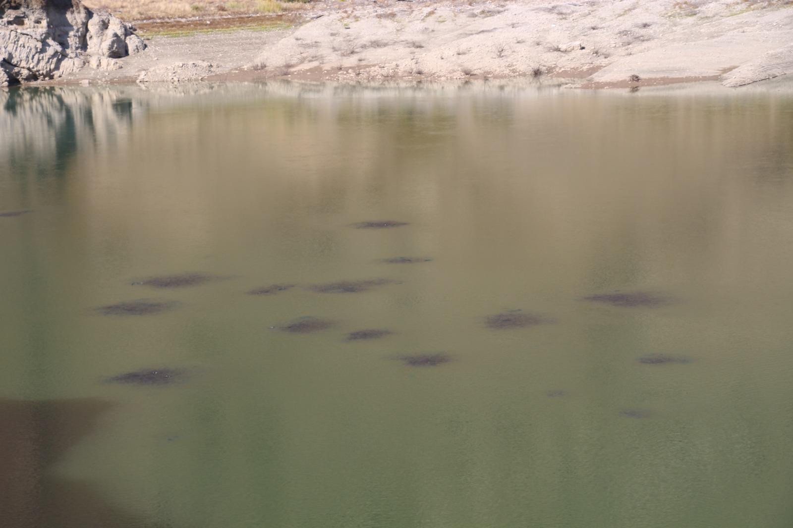 Baraj gölü yüzeyinde kümeleşen balıklar şaşırttı