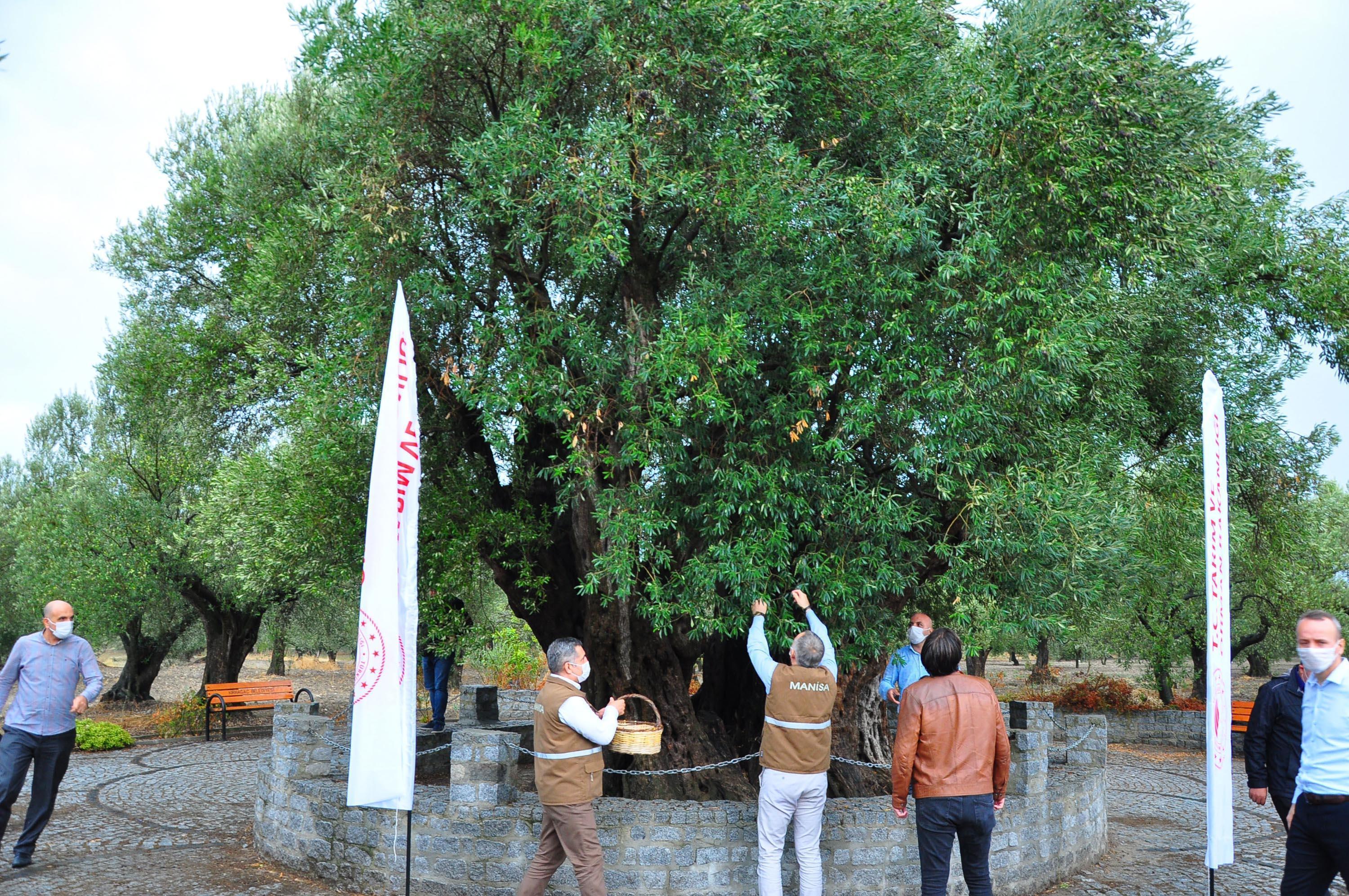 1658 yıllık anıt zeytin ağacında hasat