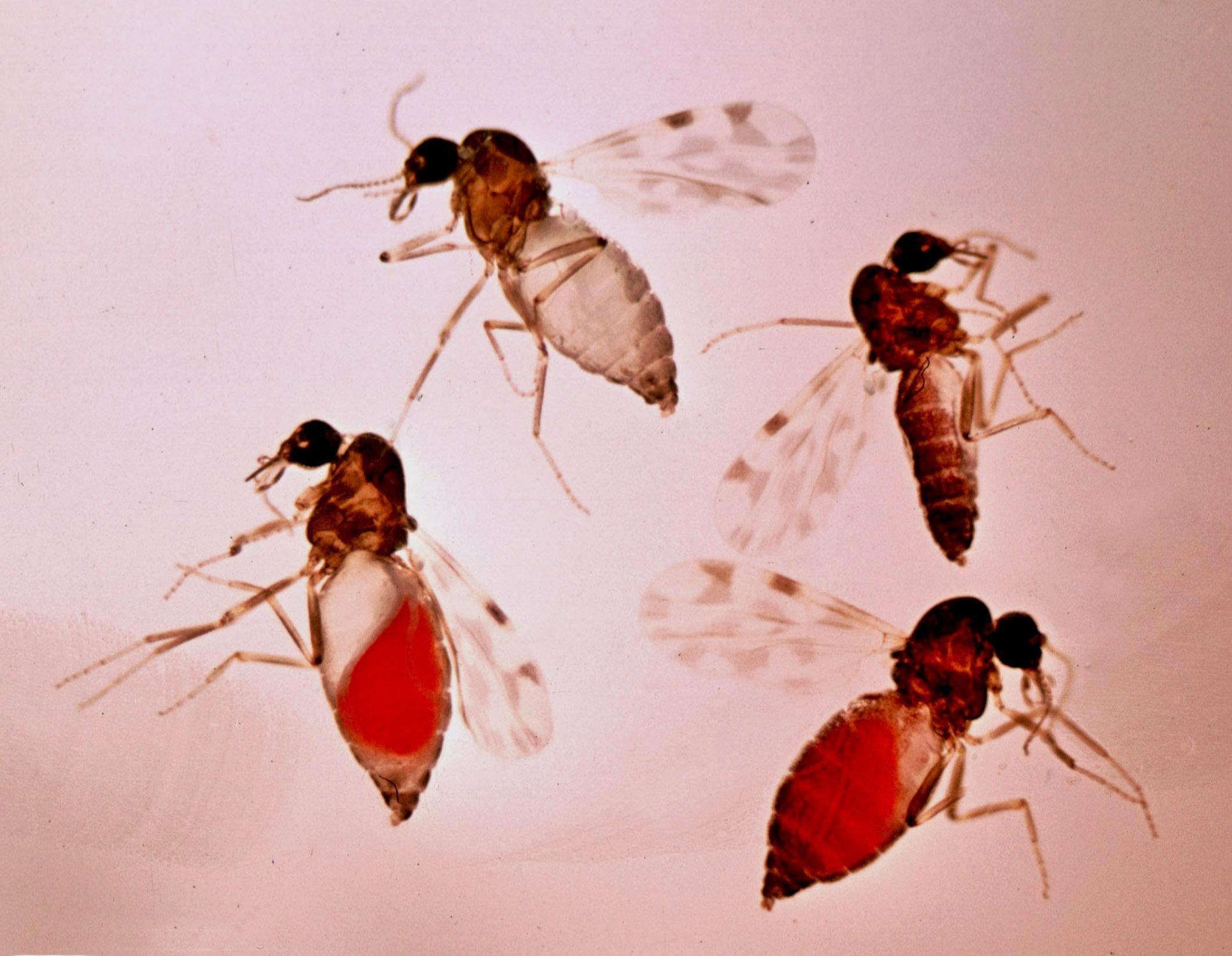 Adanada kör eden sinek tehlikesi