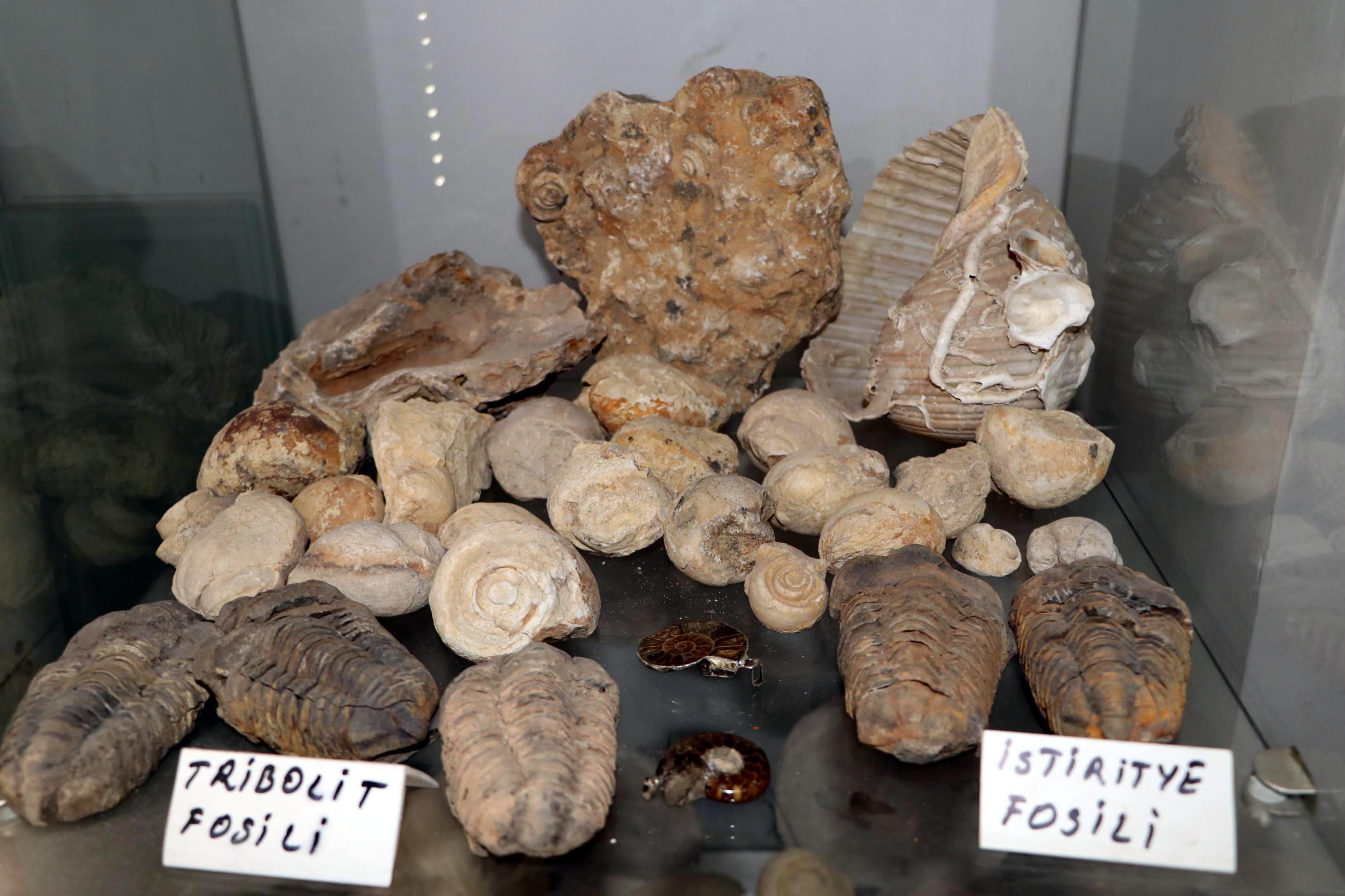 Kolye yapmak için dağ-tepe dolaşırken 550 milyon yıllık fosiller buldu