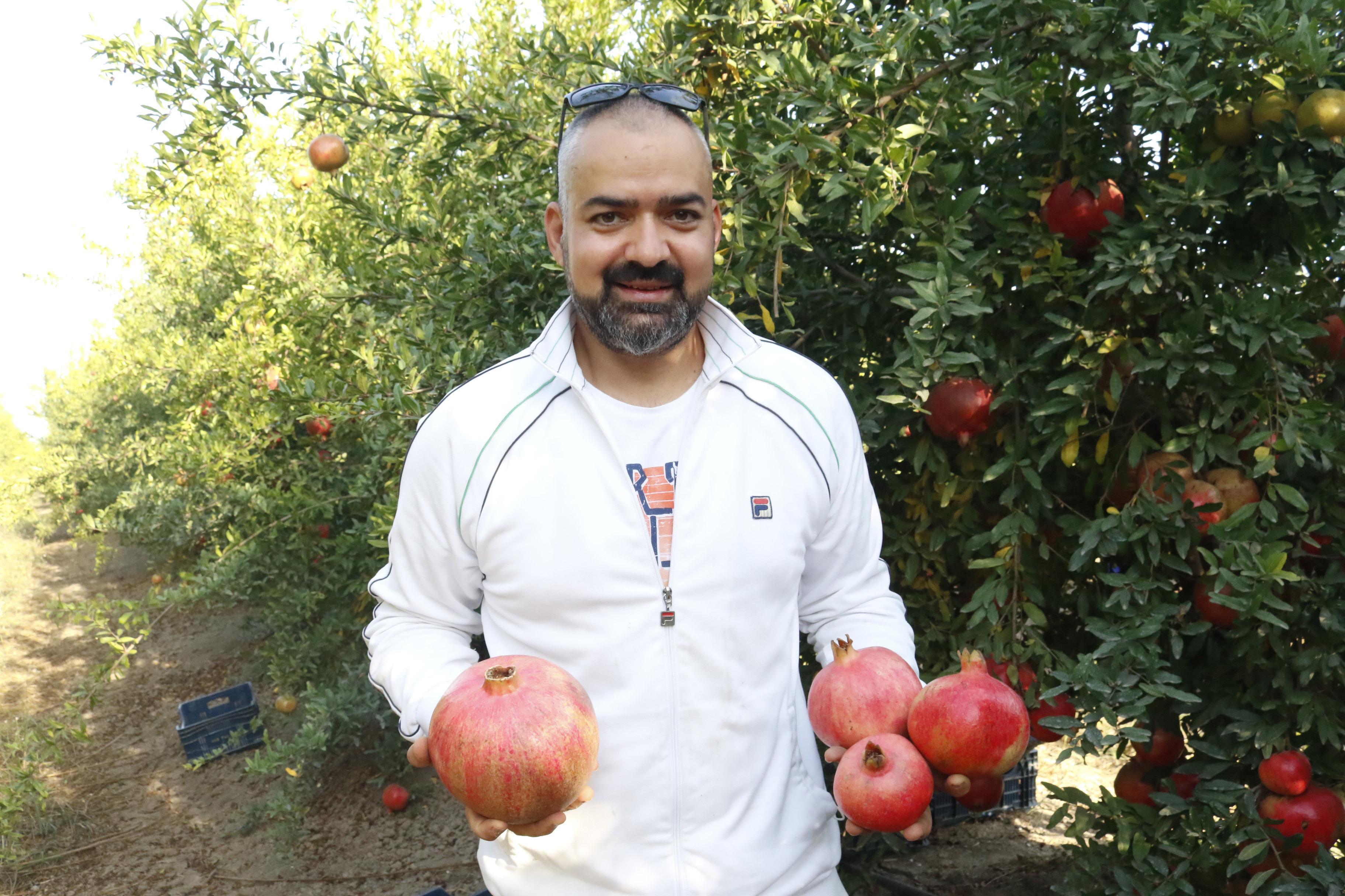 1 kilo 649 gramlık nar, görenleri şaşırtıyor