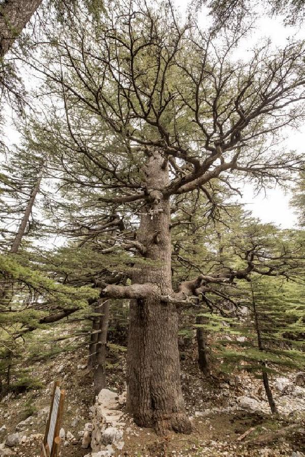 Bronz Çağından beri yaşayan porsuk ağacı, 4 bin yıl daha yaşayabilir