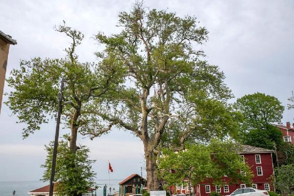 Bronz Çağından beri yaşayan porsuk ağacı, 4 bin yıl daha yaşayabilir