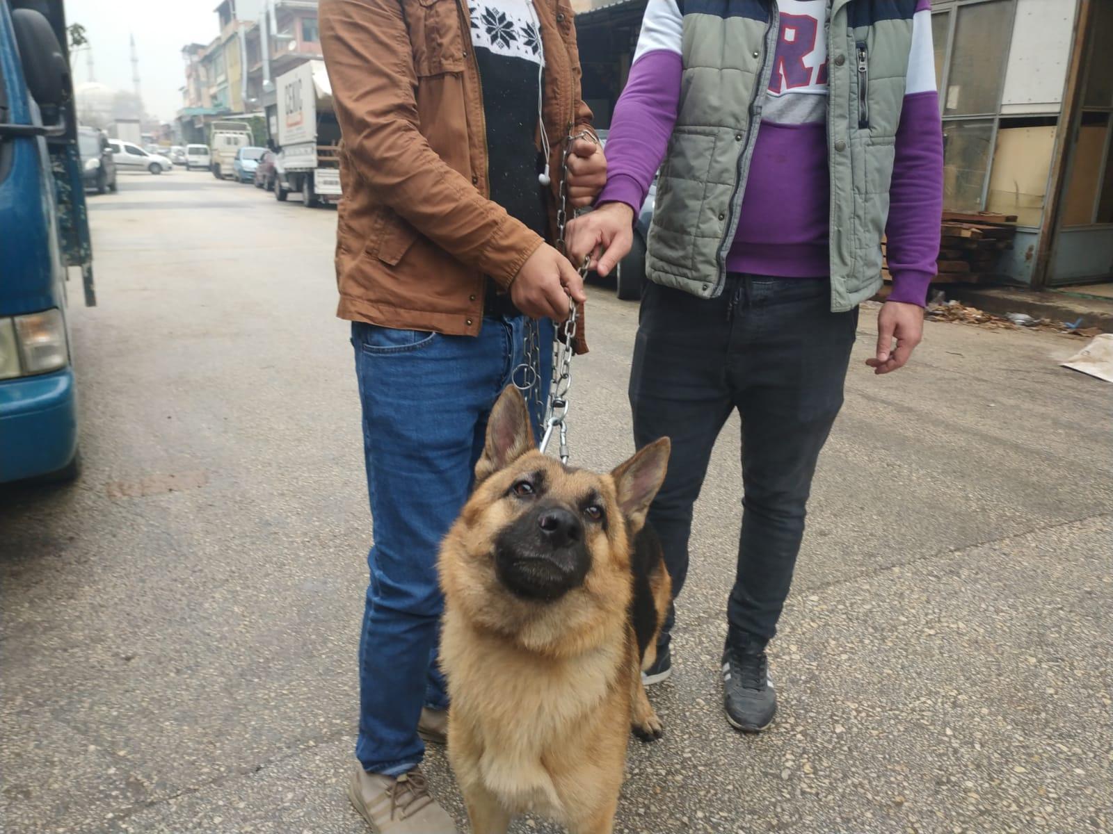 Köpeği çaldığı sanılıyordu; aracıyla çarpınca veterinere götürmüş