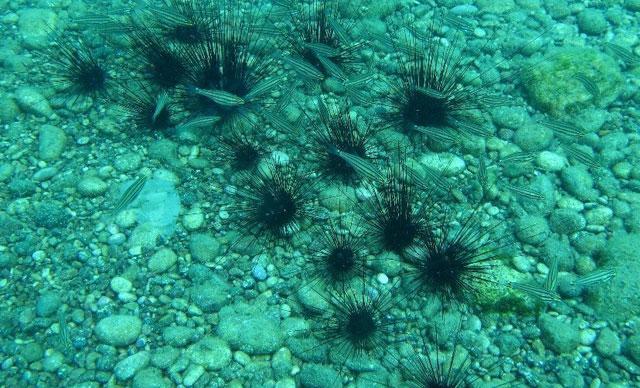 Dikenli deniz kestanesi uyarısı