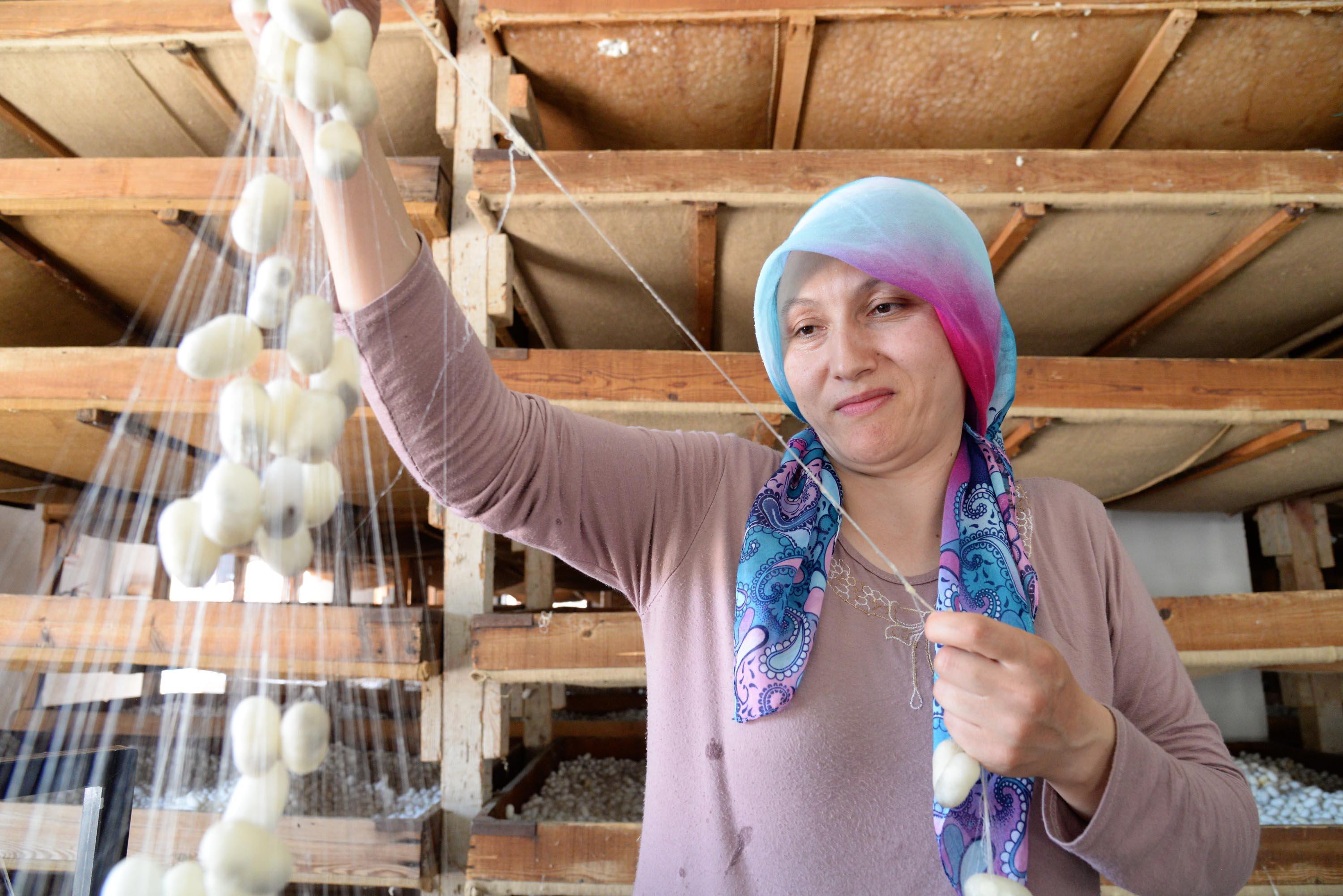 İpek böceğinin 45 günlük öyküsü görüntülendi