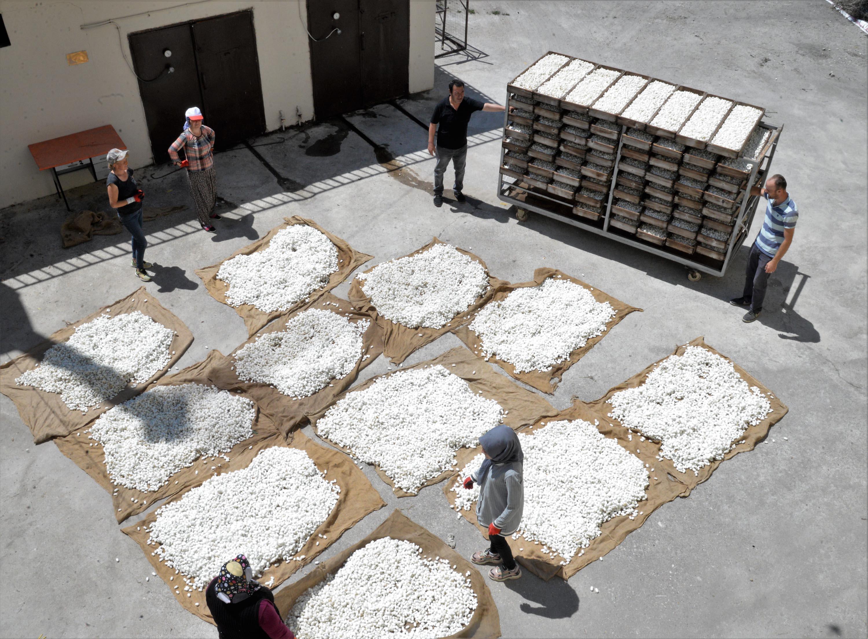 İpek böceğinin 45 günlük öyküsü görüntülendi