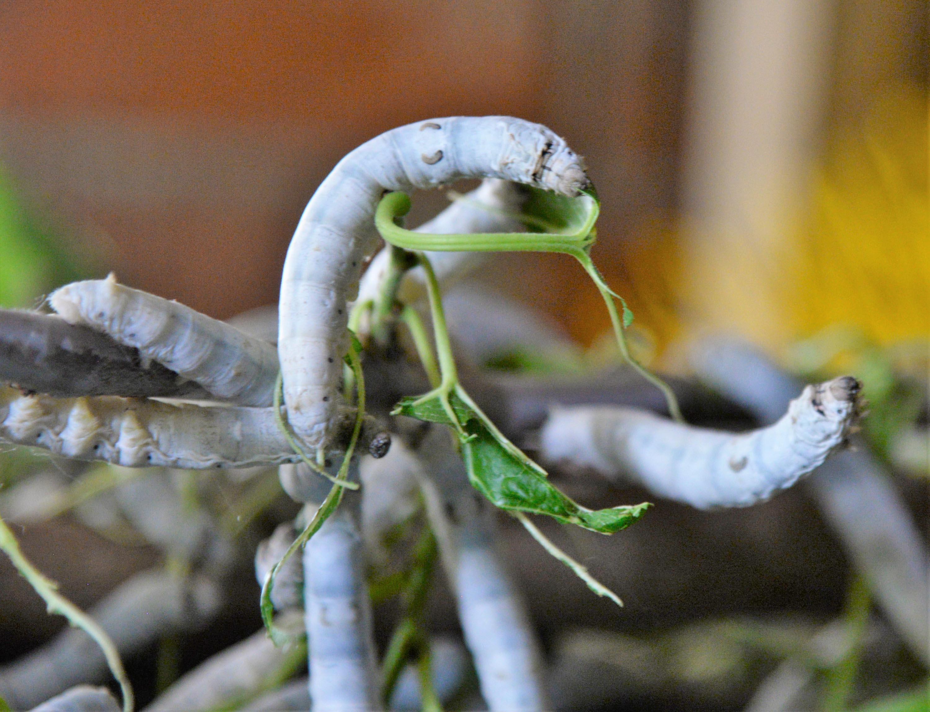 İpek böceğinin 45 günlük öyküsü görüntülendi