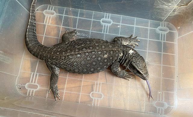 Evindeki 12 hayvana el konulan genç kadın: Yasak olduğunu bilmiyordum