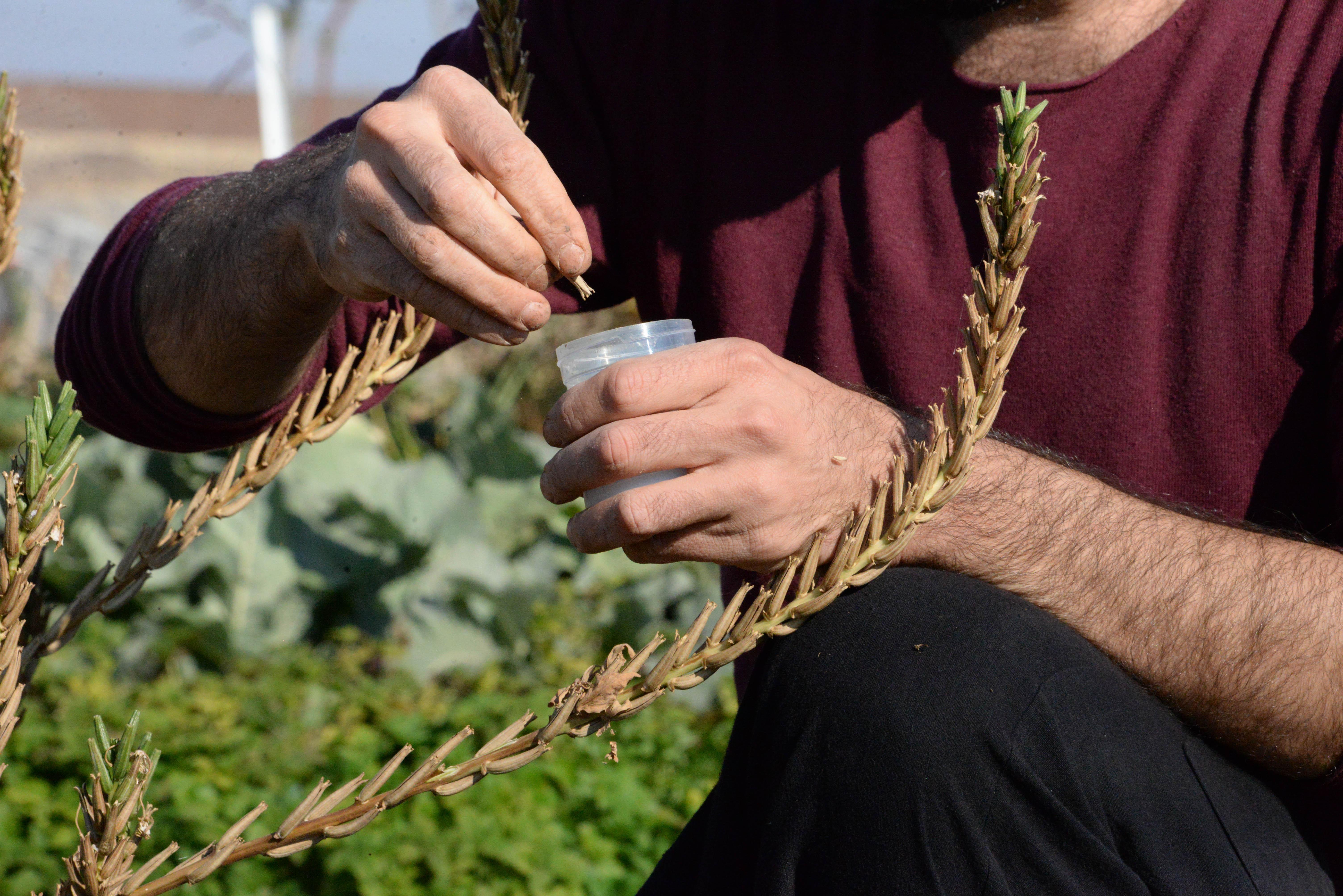 Fitoterapi uzmanı doktor, yetiştirdiği aromatik bitkilerle hastaları tedavi ediyor