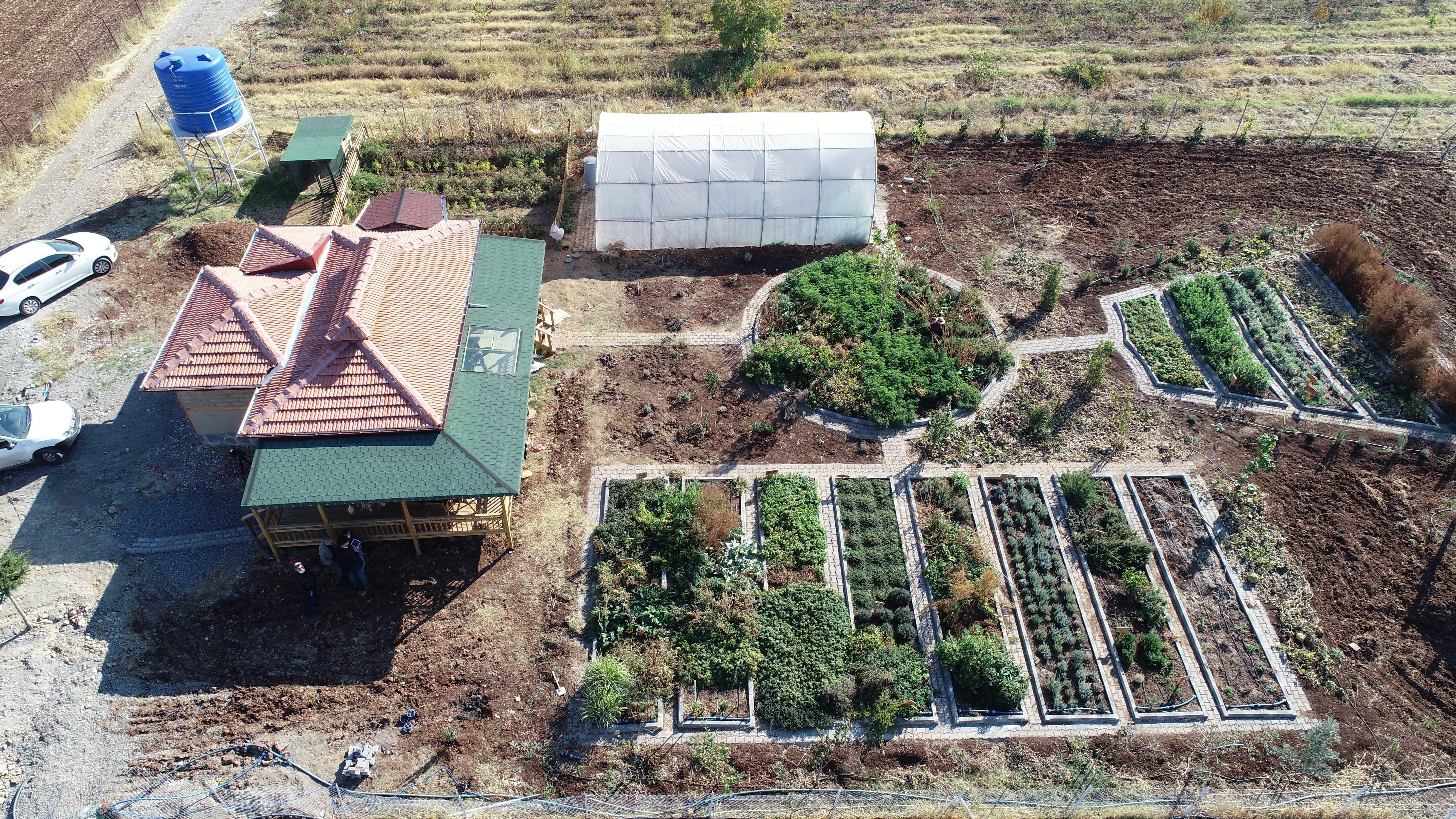 Fitoterapi uzmanı doktor, yetiştirdiği aromatik bitkilerle hastaları tedavi ediyor