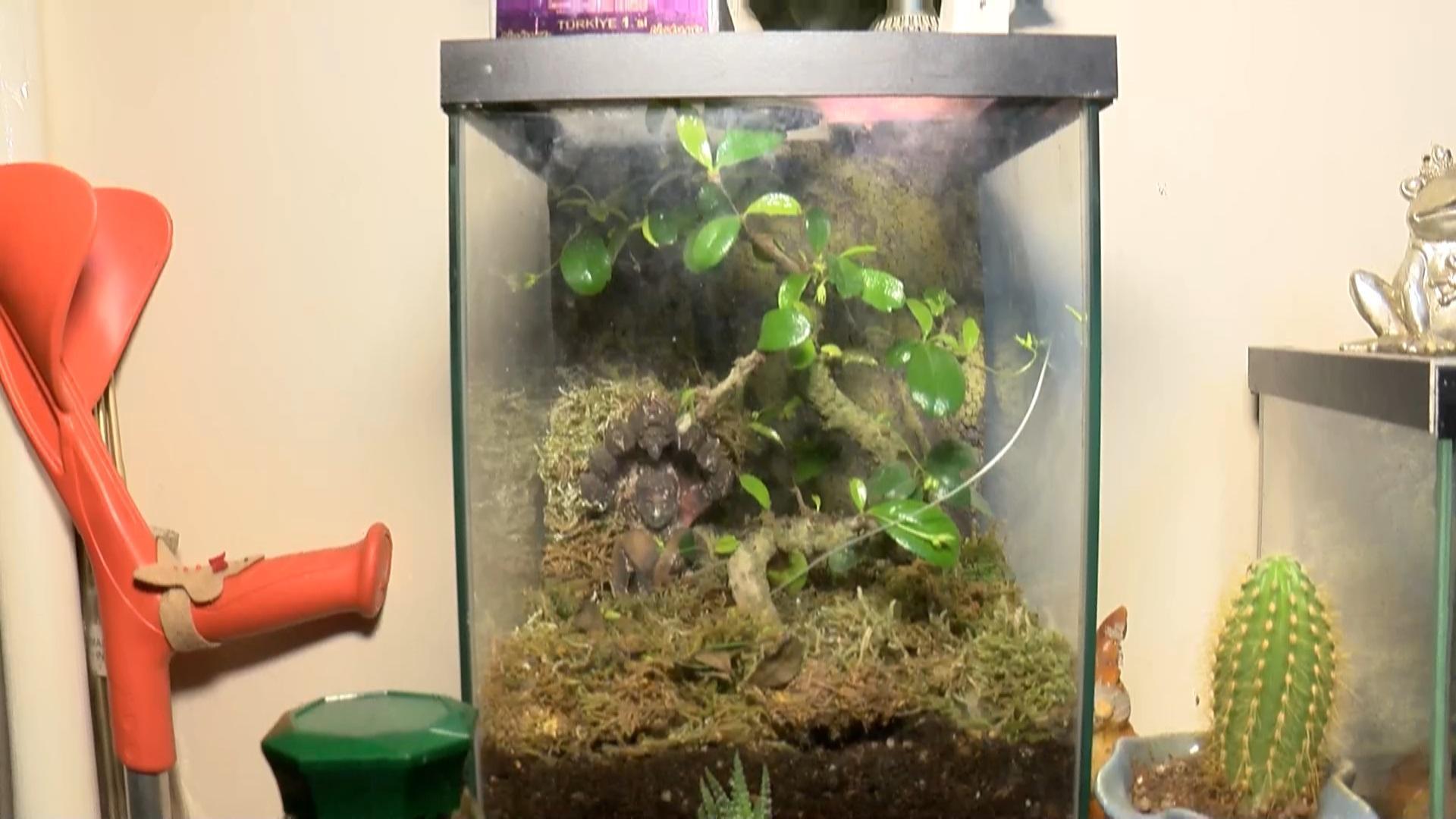 Evindeki 12 hayvana el konulan genç kadın: Yasak olduğunu bilmiyordum