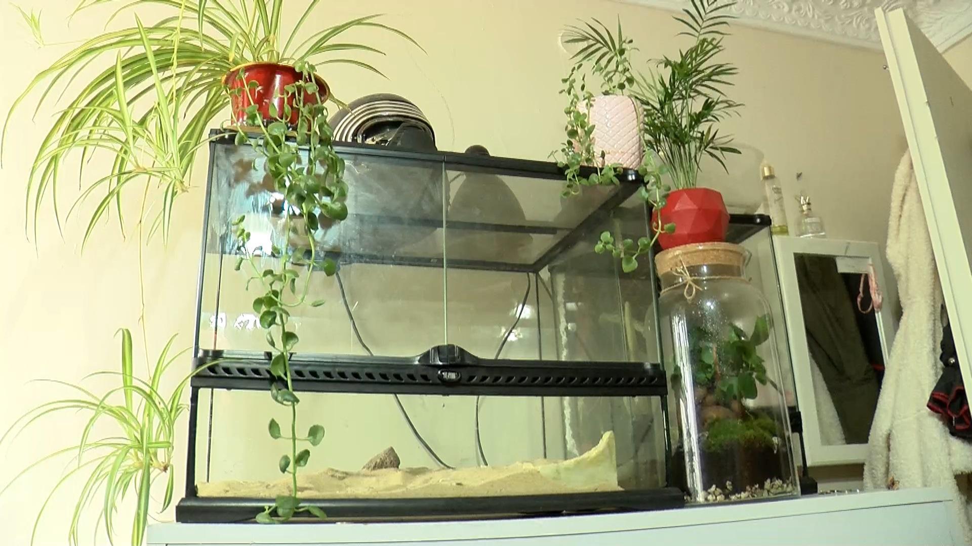 Evindeki 12 hayvana el konulan genç kadın: Yasak olduğunu bilmiyordum