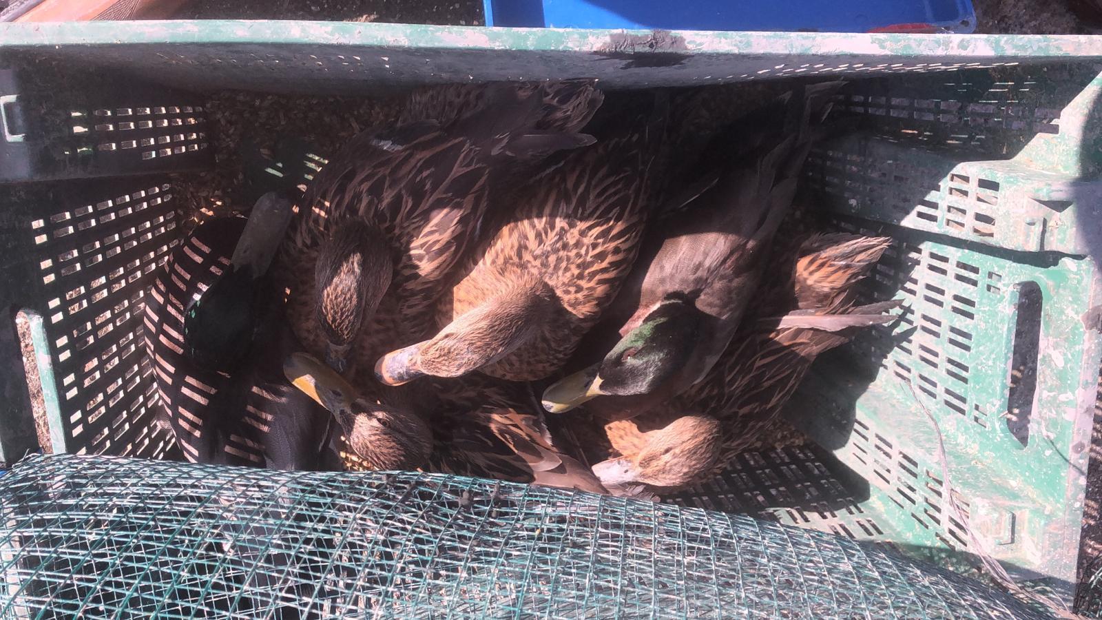 Mahsur kalan kaçak avcılar kurtarıldı, 10 bin lira ceza uygulandı