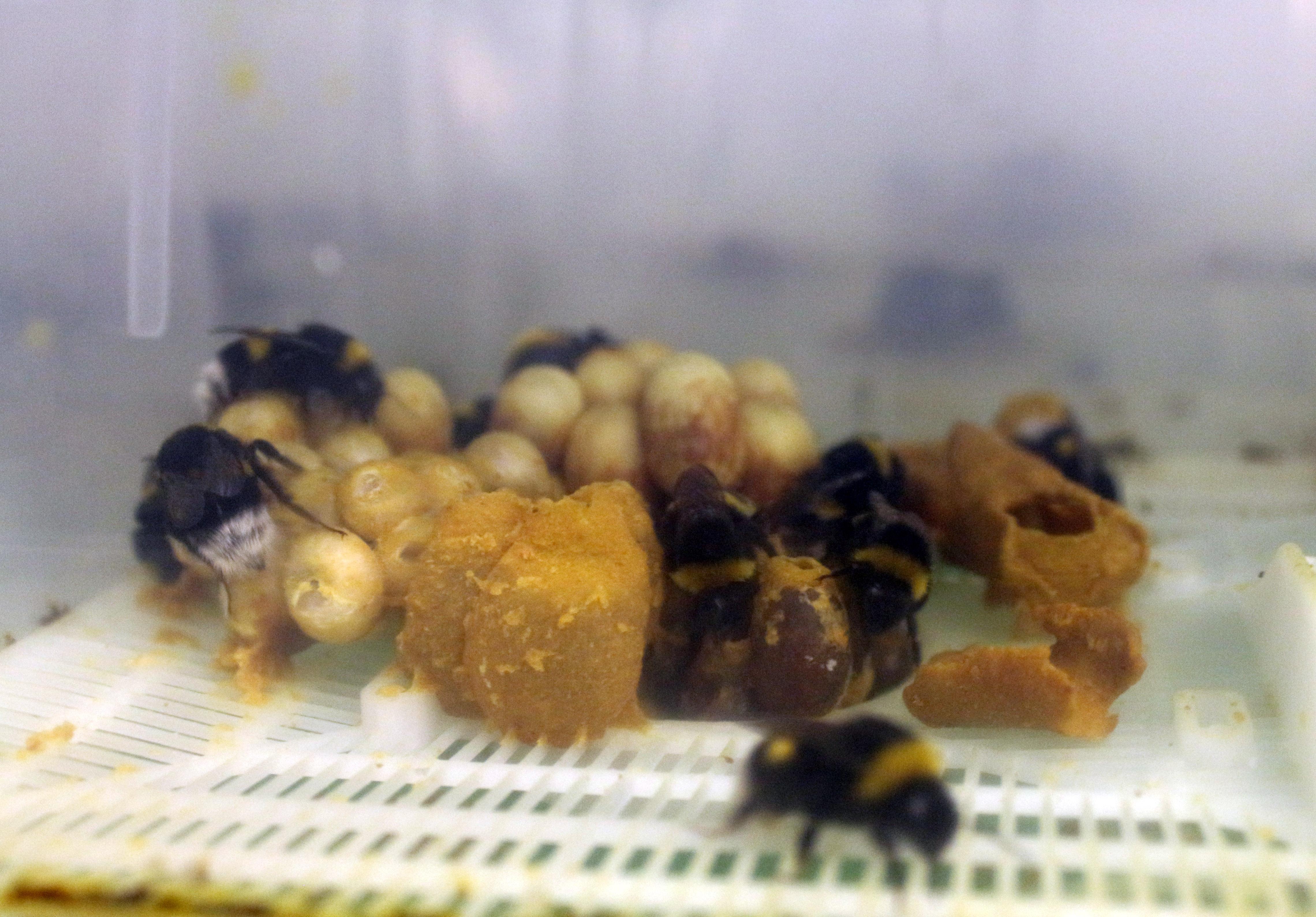 Tarım işçisi arılara, seralara girmeden PCR testi