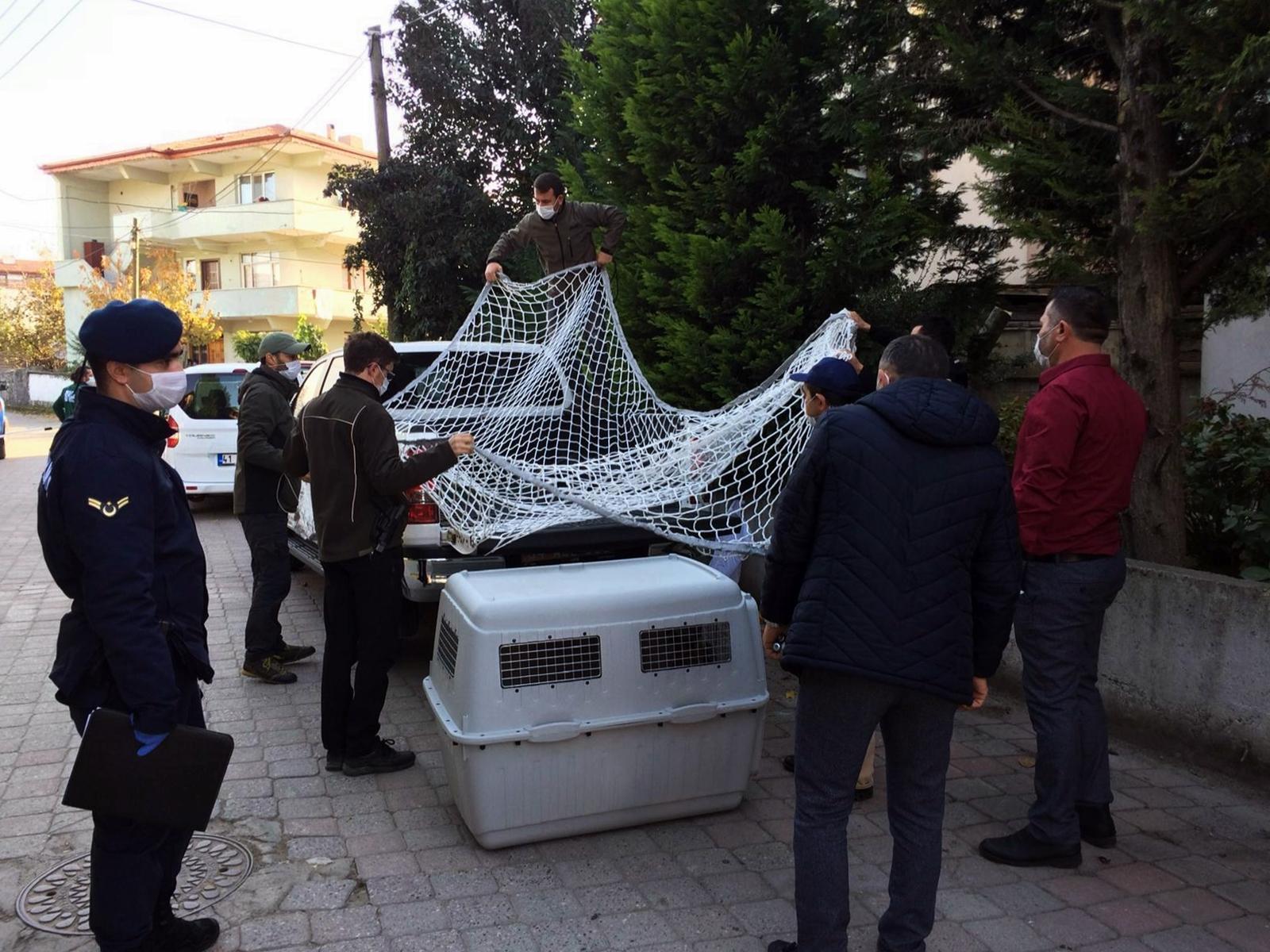 Sakarya’da, ülkeye kaçak sokulan Afrika vahşi kedisi ele geçirildi