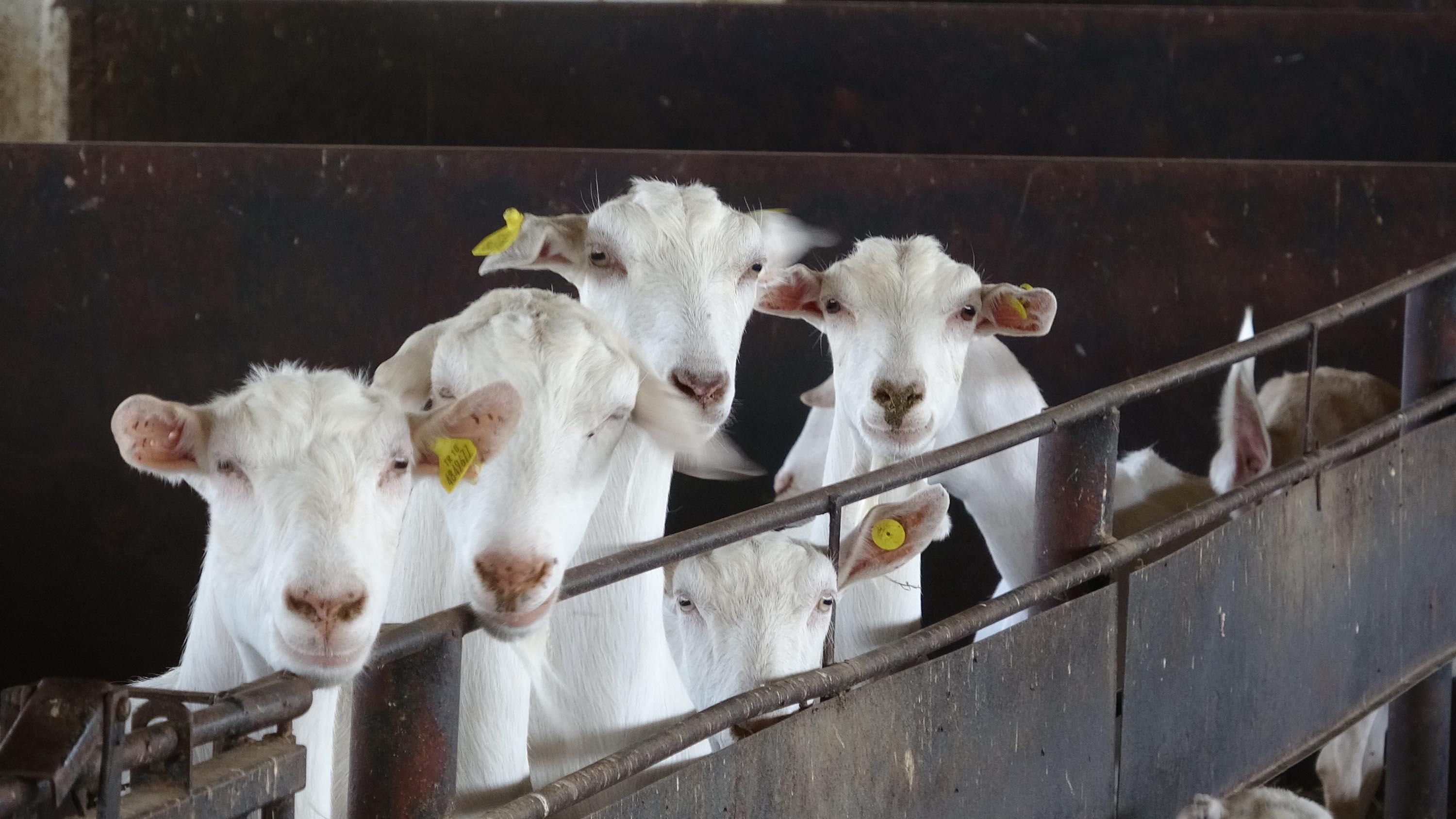 Türk bilim insanları keçi sütünde Kovid-19’a karşı etkili protein keşfetti