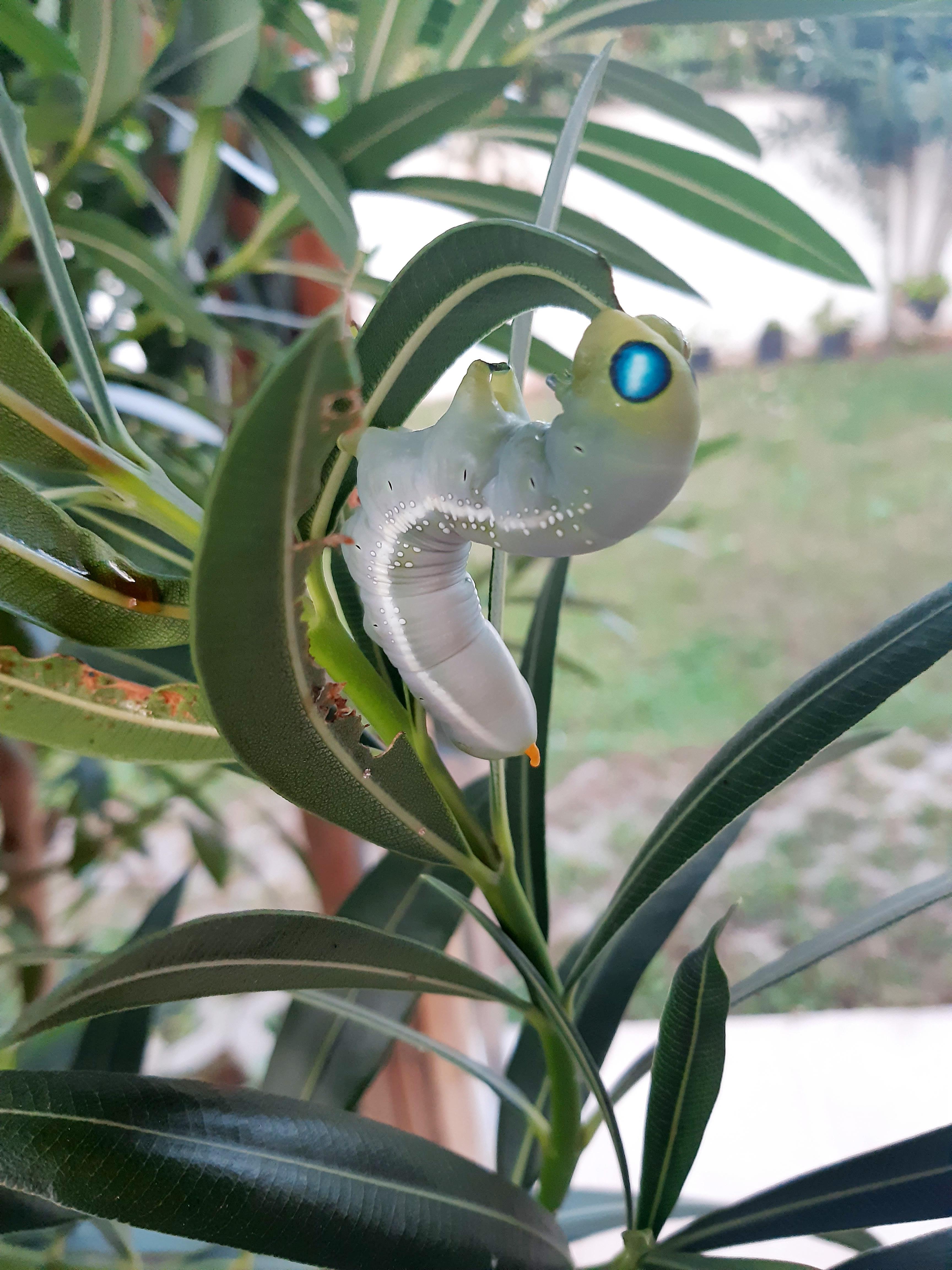 Bahçede büyüyen mekik kelebeği eve girdi