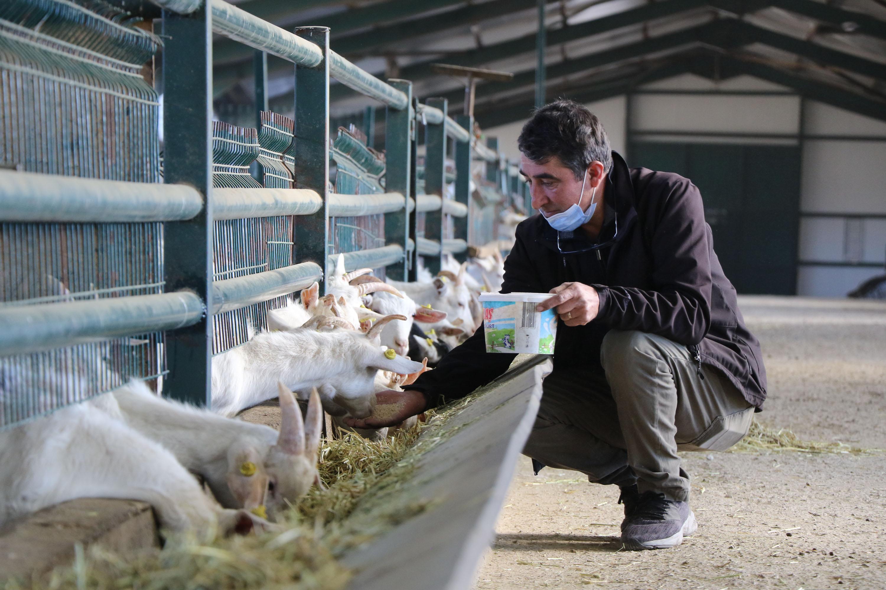Koronavirüse karşı etkisi, keçi sütüne talebi artırdı