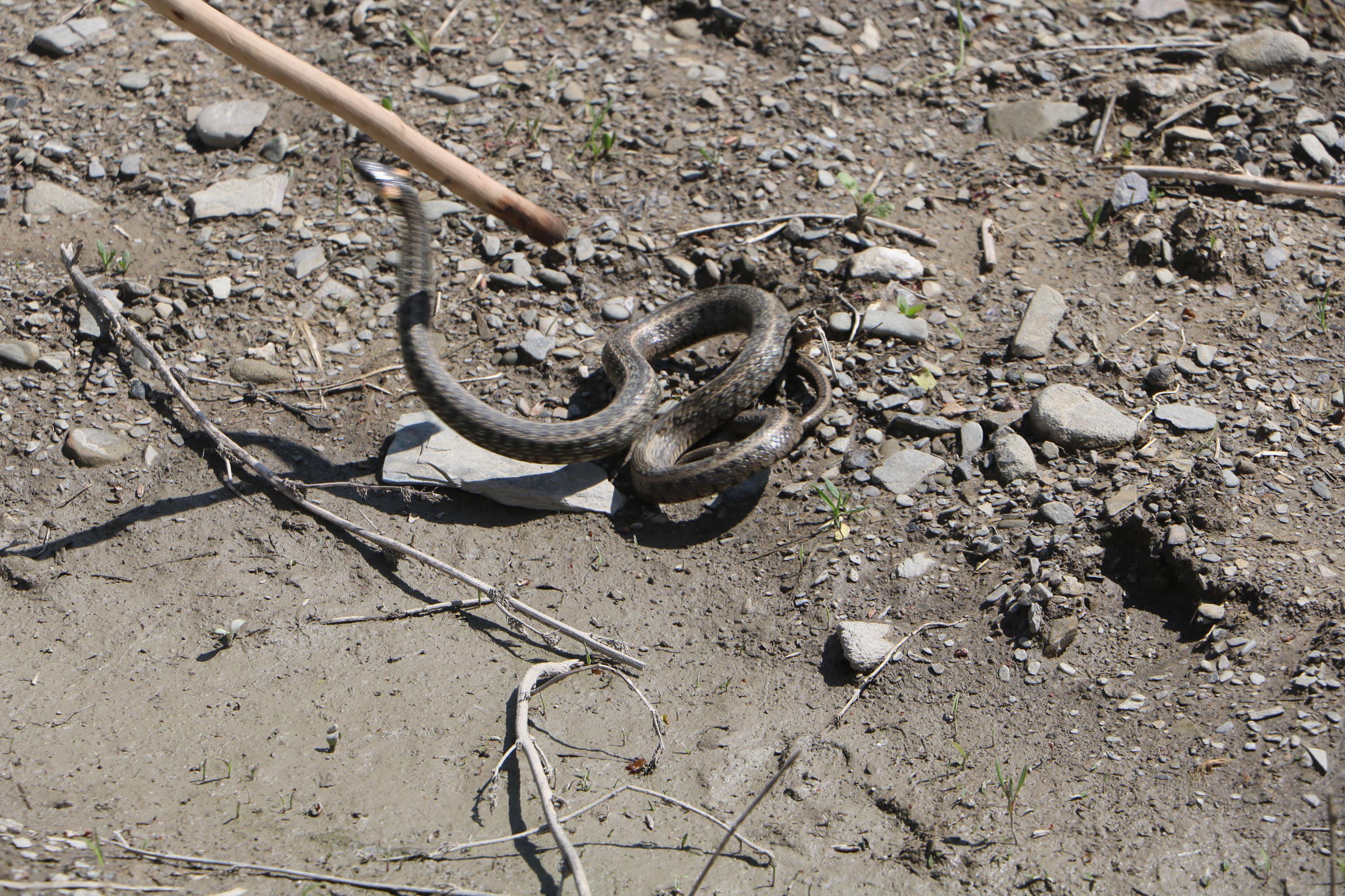 Yılan korkusu yaşayan aileye yeni ev yapıldı