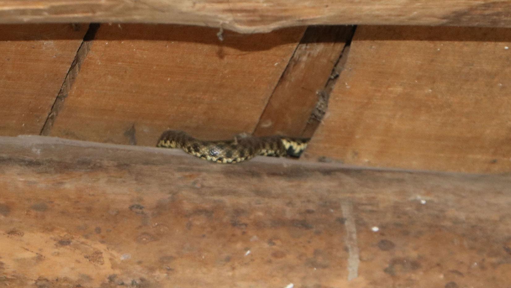 Yılan korkusu yaşayan aileye yeni ev yapıldı