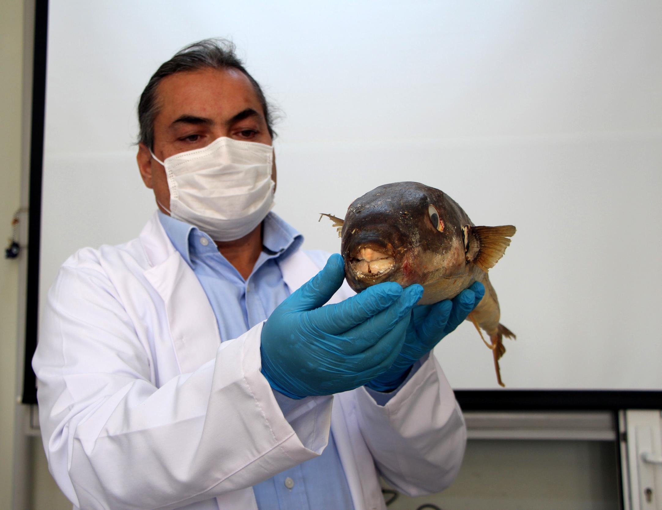 Balon balığının zehri, kanser hastalarının acılarını dindirmek için umut olabilir