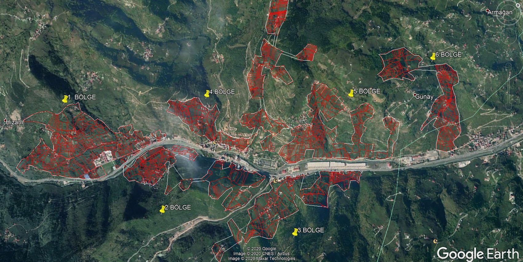 Drakula böceğinin tehdit ettiği fındık ağaçları sökülüp, yakılıyor