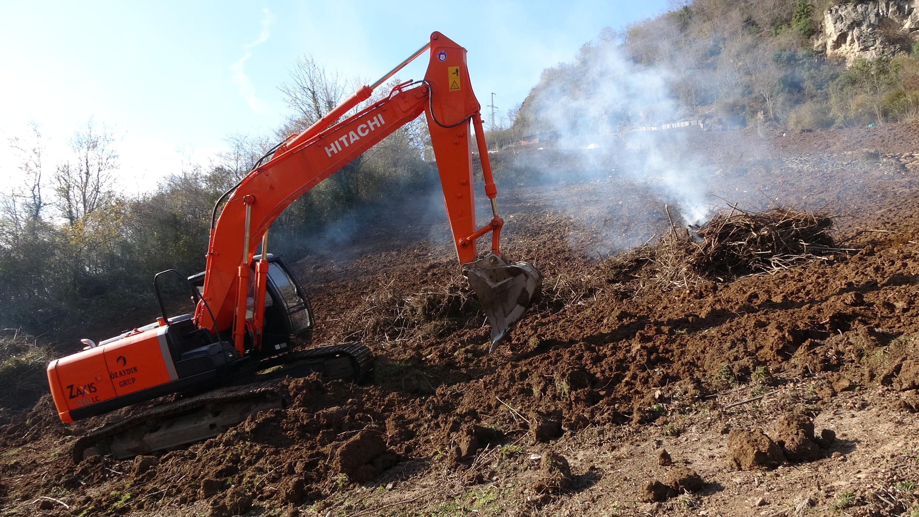 Drakula böceğinin tehdit ettiği fındık ağaçları sökülüp, yakılıyor