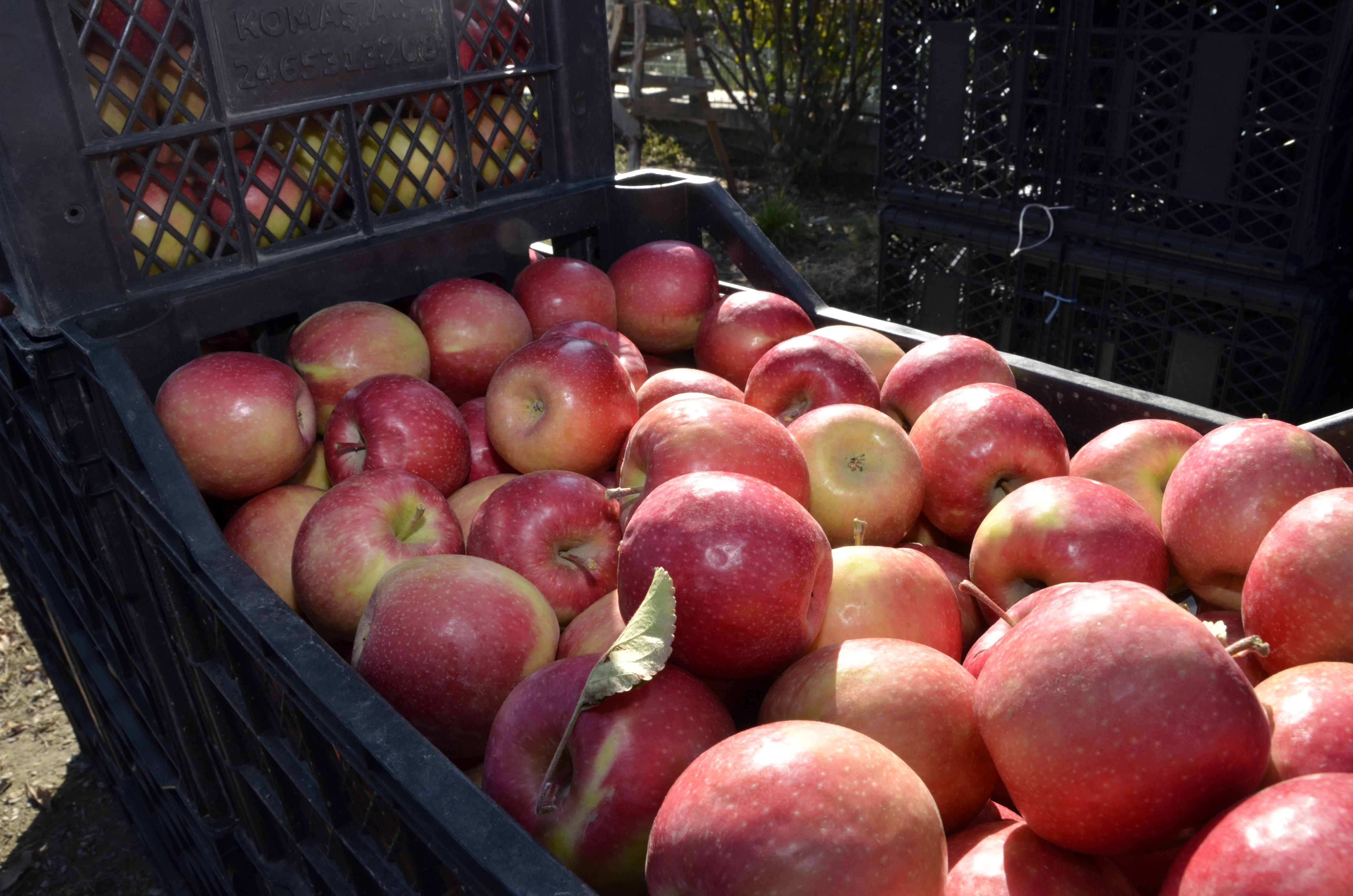 Afyonkarahisar elması, Orta Doğu, Rusya ve Avrupaya ihraç ediliyor