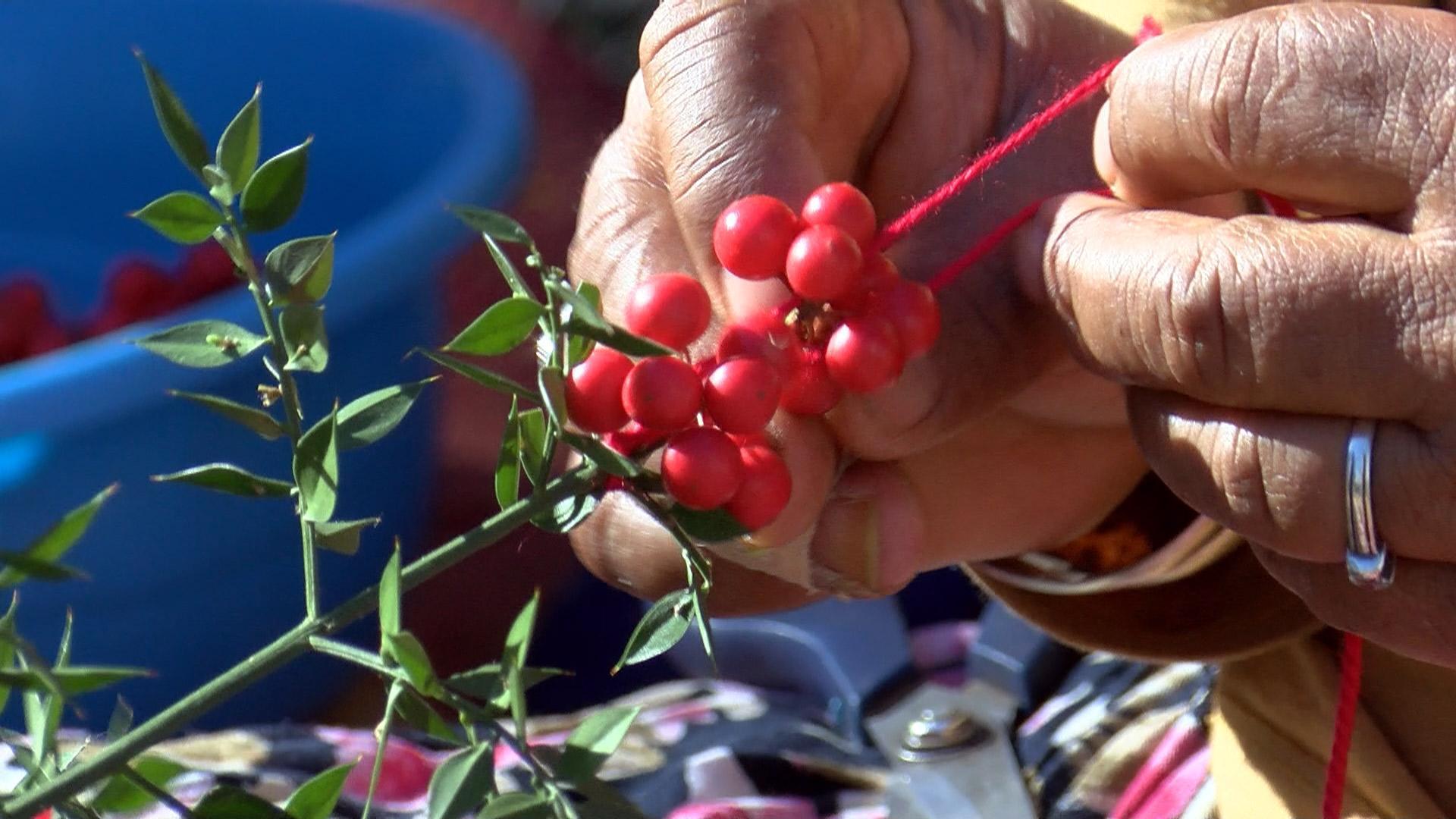 Yılbaşı çiçeği kokina tezgahlarda... Toplanma serüveni 3 ay önce başlıyor