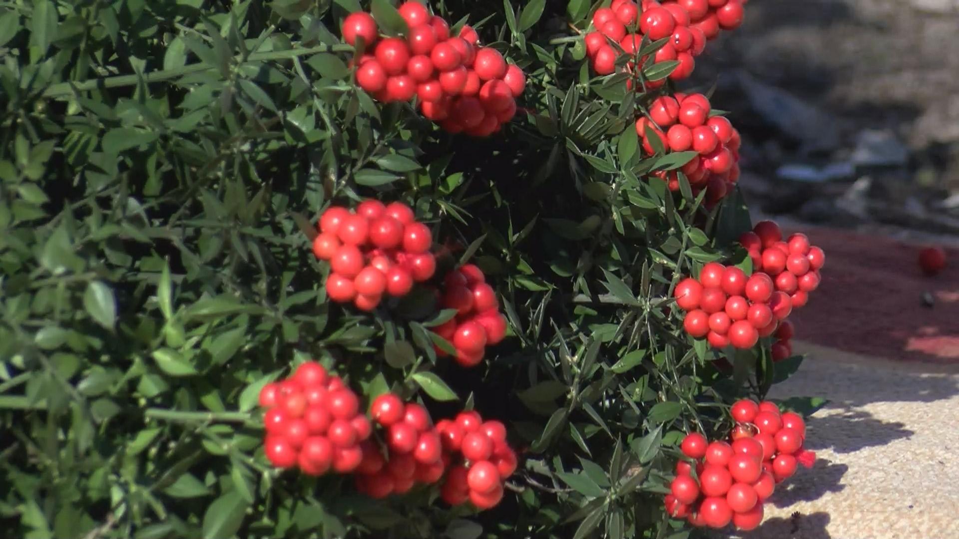 Yılbaşı çiçeği kokina tezgahlarda... Toplanma serüveni 3 ay önce başlıyor