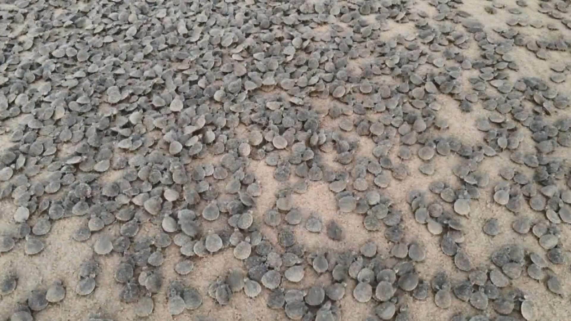 Amazon Nehri’nde kaplumbağa seli