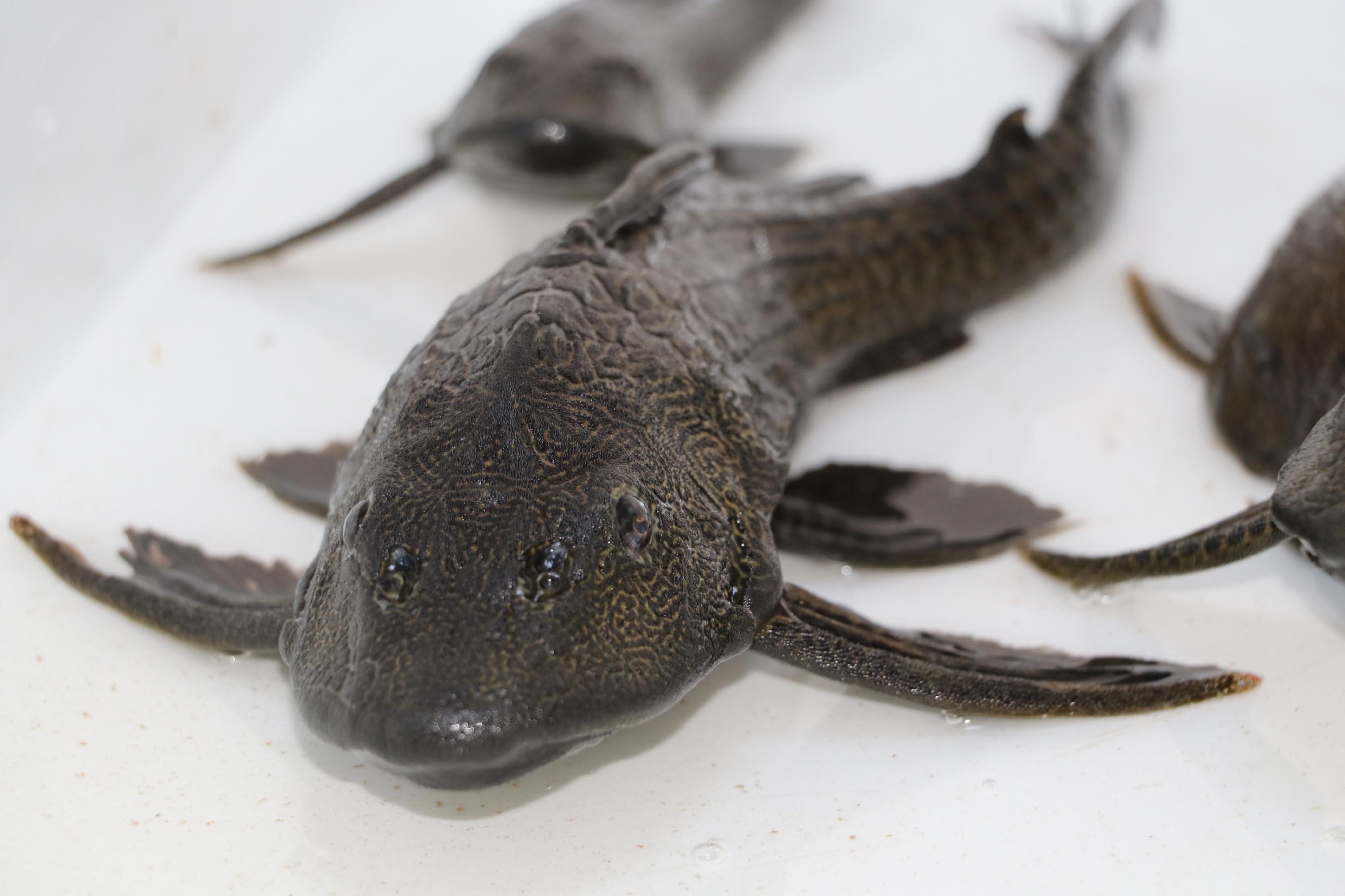 Eskişehirde sulara bırakılan akvaryum balıkları tehlike saçıyor