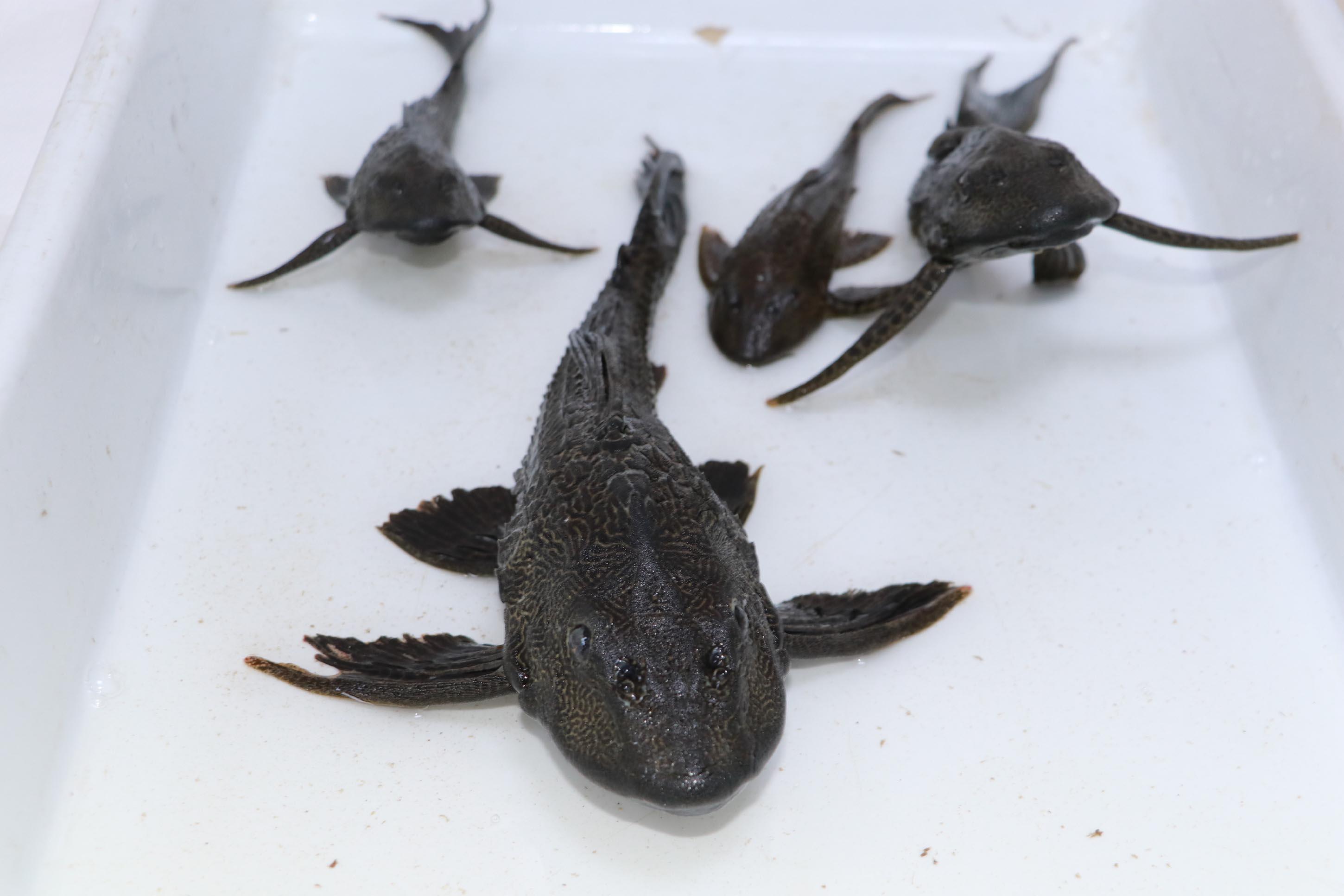 Eskişehirde sulara bırakılan akvaryum balıkları tehlike saçıyor