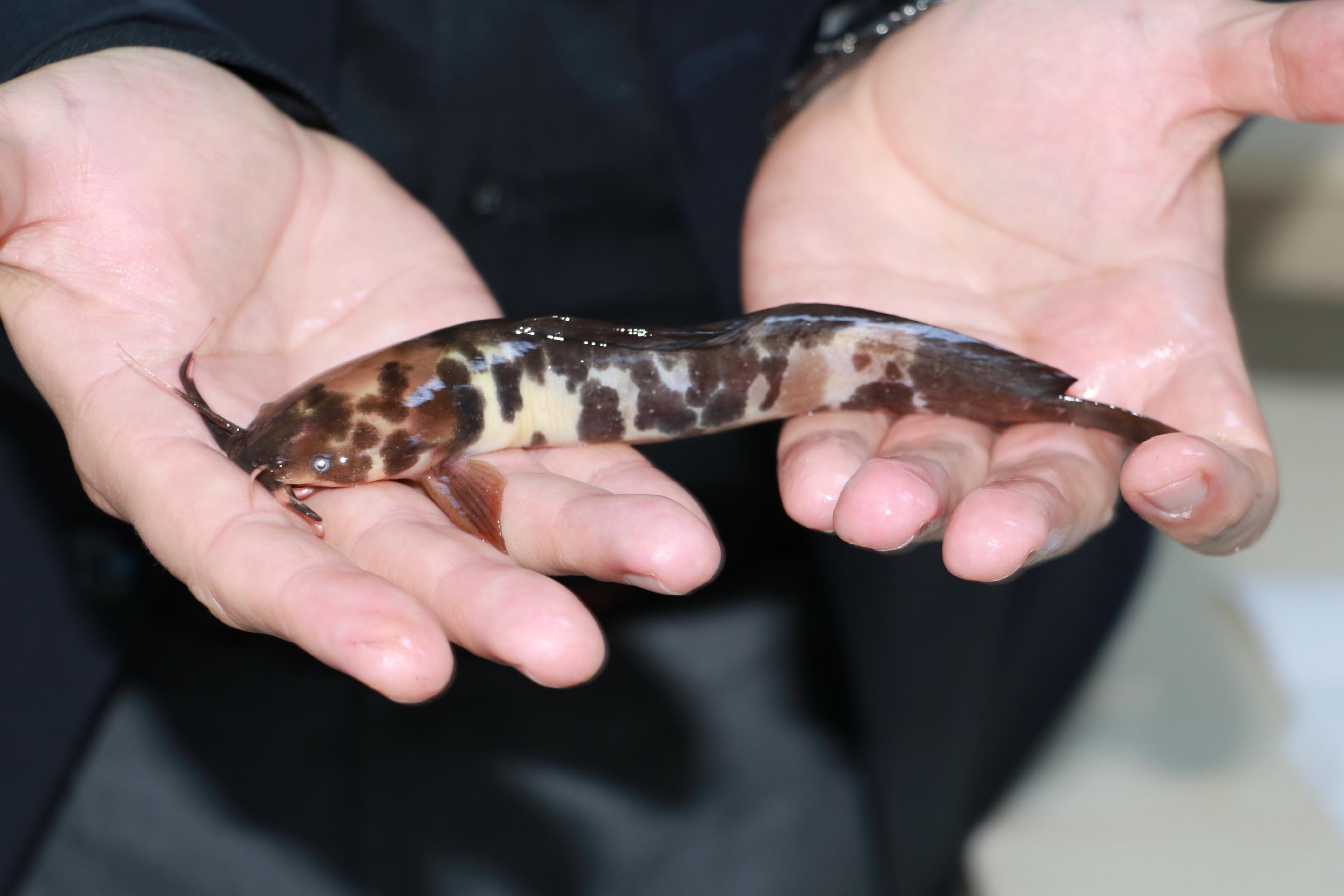 Eskişehirde sulara bırakılan akvaryum balıkları tehlike saçıyor