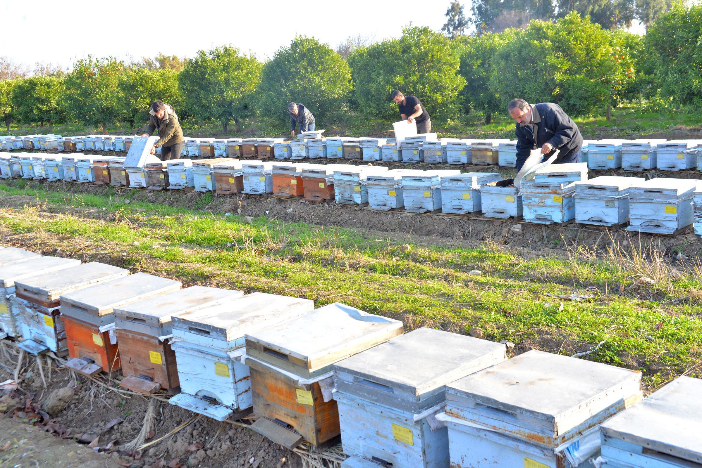 Nehir kıyısındaki kovanlarda binlerce arı öldü, yetiştiriciler kirliliğe dikkat çekti