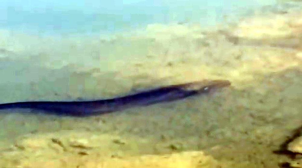 Tödürge Gölündeki dev yayın balıkları kuşları ürküttü