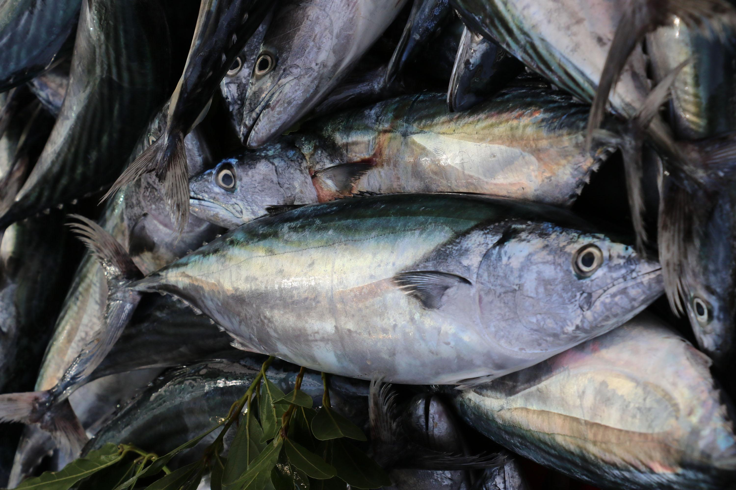 Deniz ürünlerinde cıva tehlikesi... Vedat Milor: Midye yemek, pil yemek gibidir