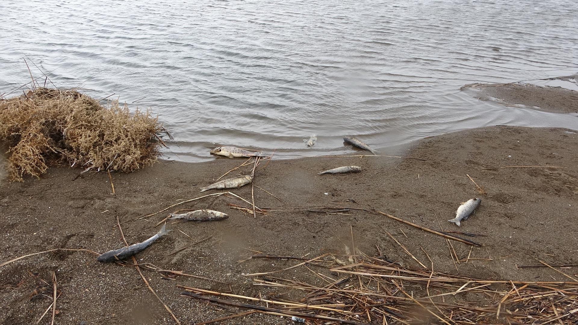 Çanakkale’de çay ile denizin birleştiği noktada balık ölümleri