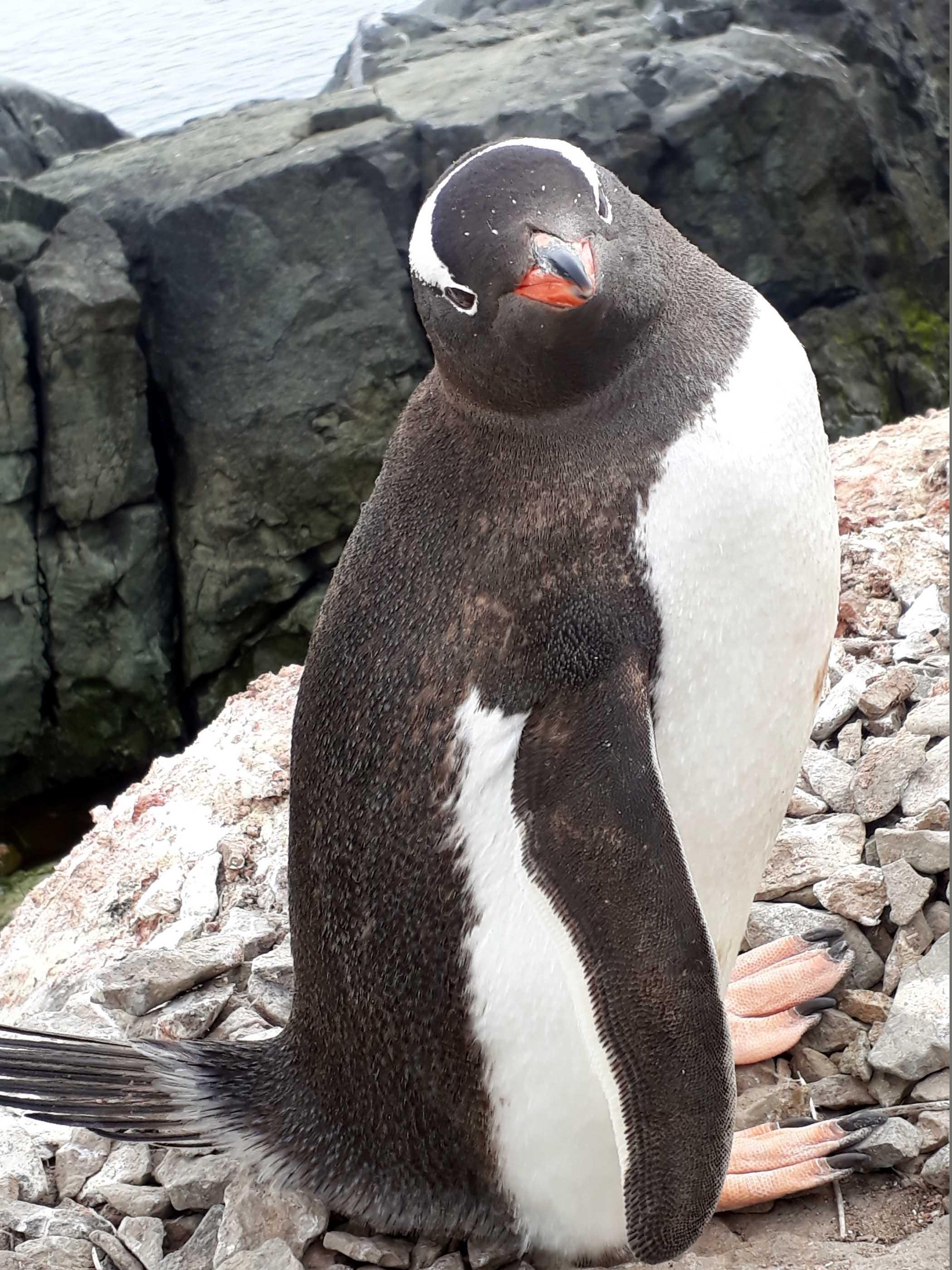 Türk profesörden Antarktika seferinde çok önemli bakteri keşfi