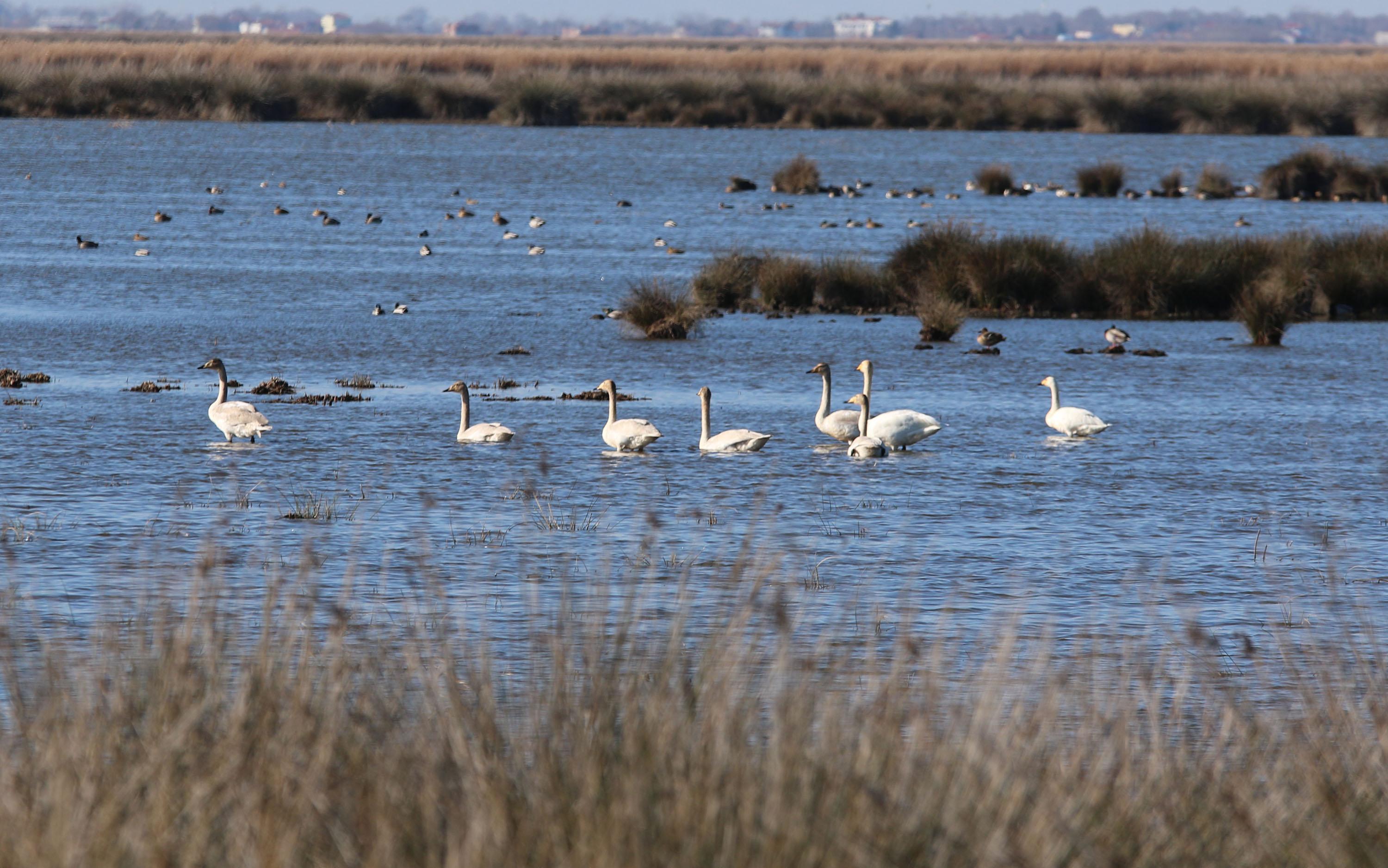 Kızılırmak Deltası Kuş Cenneti kaçak avcıların hedefi haline geldi