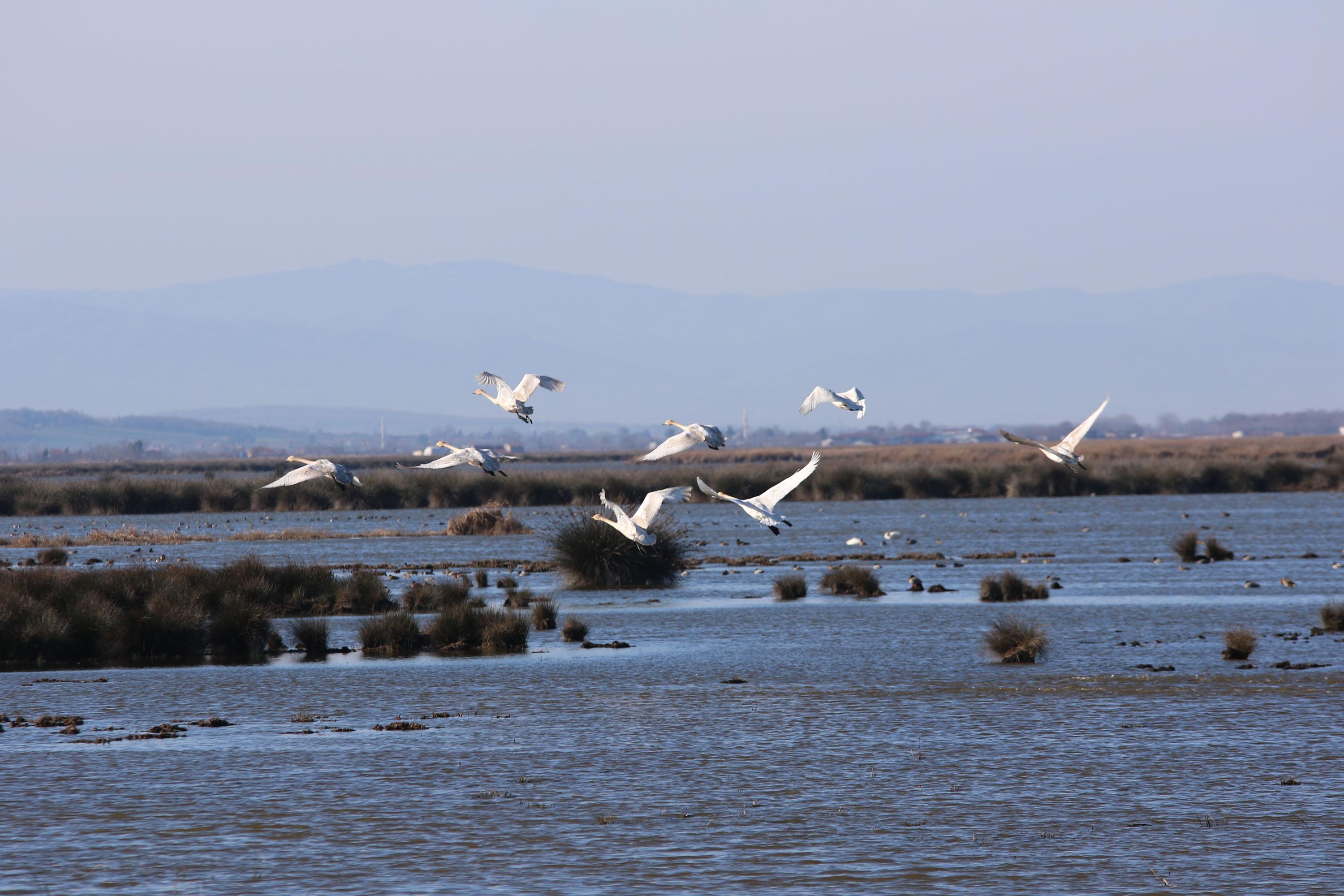 Kızılırmak Deltası Kuş Cenneti kaçak avcıların hedefi haline geldi