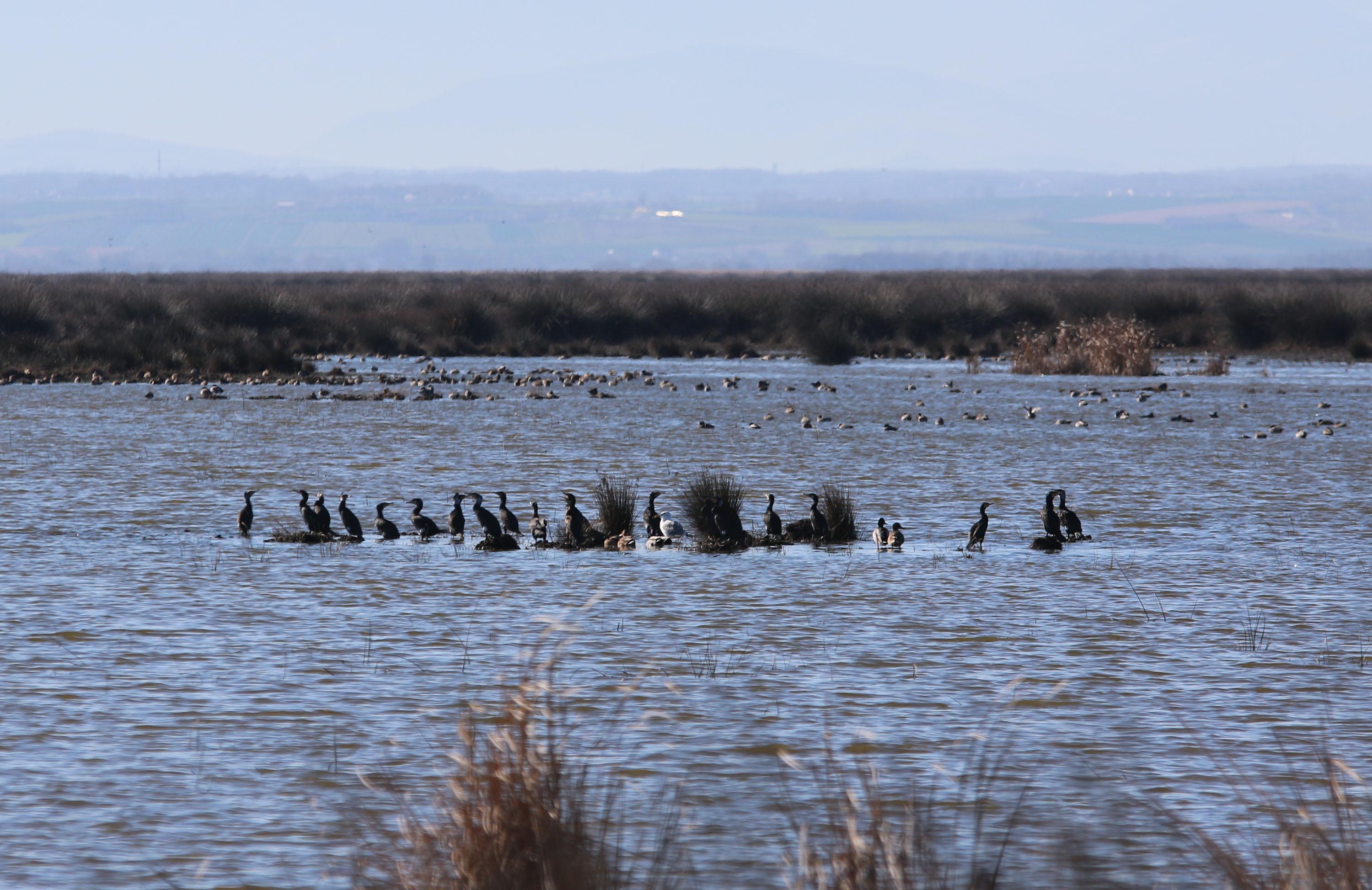 Kızılırmak Deltası Kuş Cenneti kaçak avcıların hedefi haline geldi