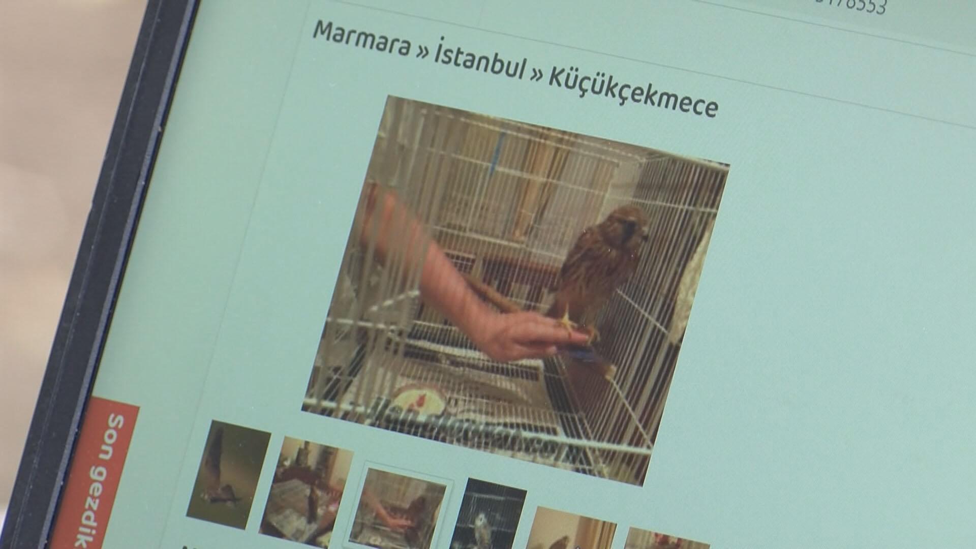 Yaban hayvanlarını internette satıp Türkiyenin her yerine yolluyorlar