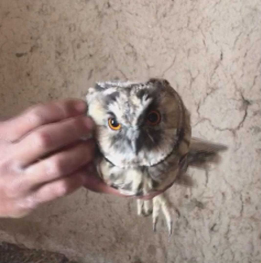 Yaban hayvanlarını internette satıp Türkiyenin her yerine yolluyorlar