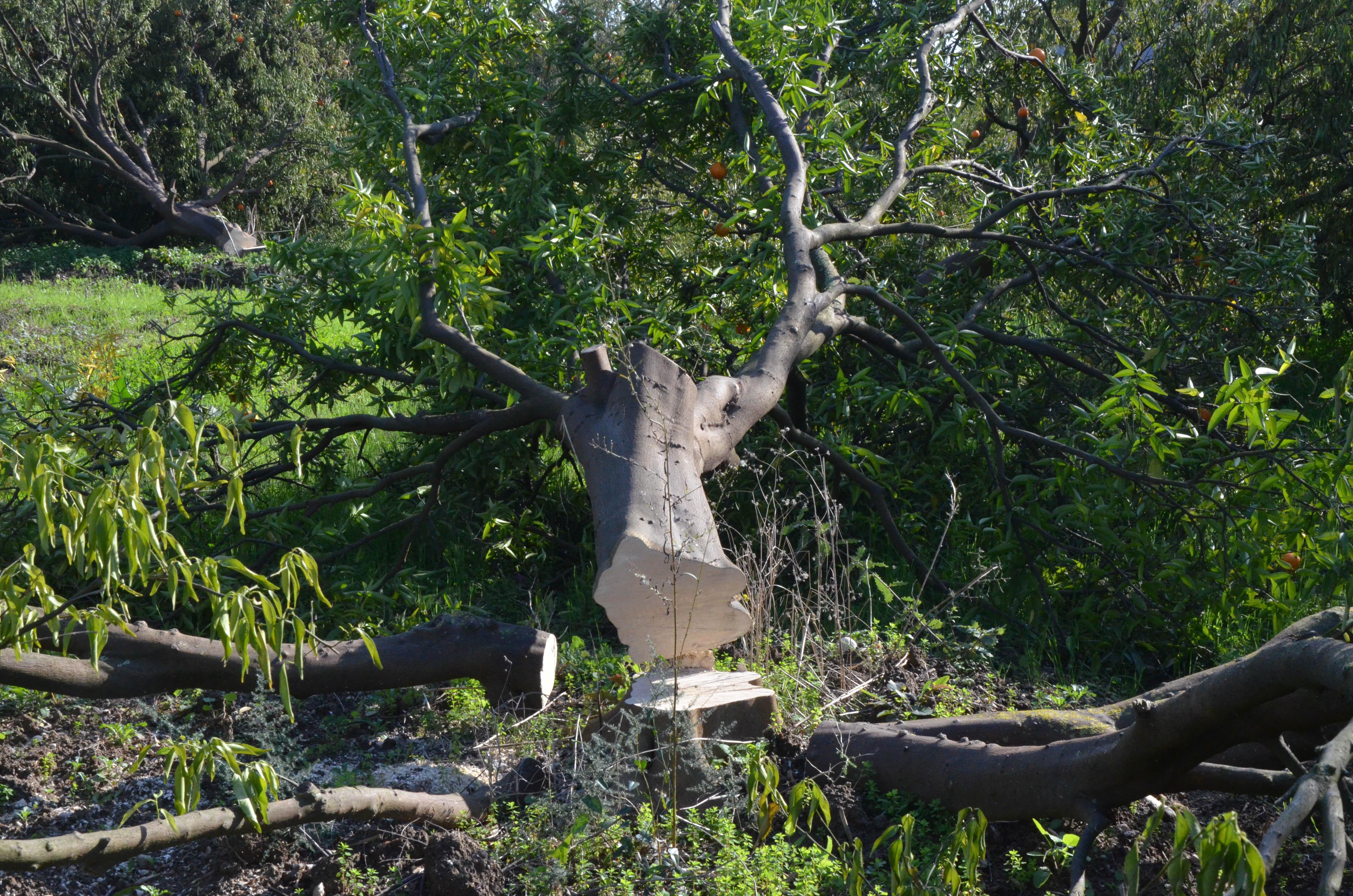 Arazideki 1000in üzerinde ağaç kesilince, mirasçı kardeşler nöbete başladı