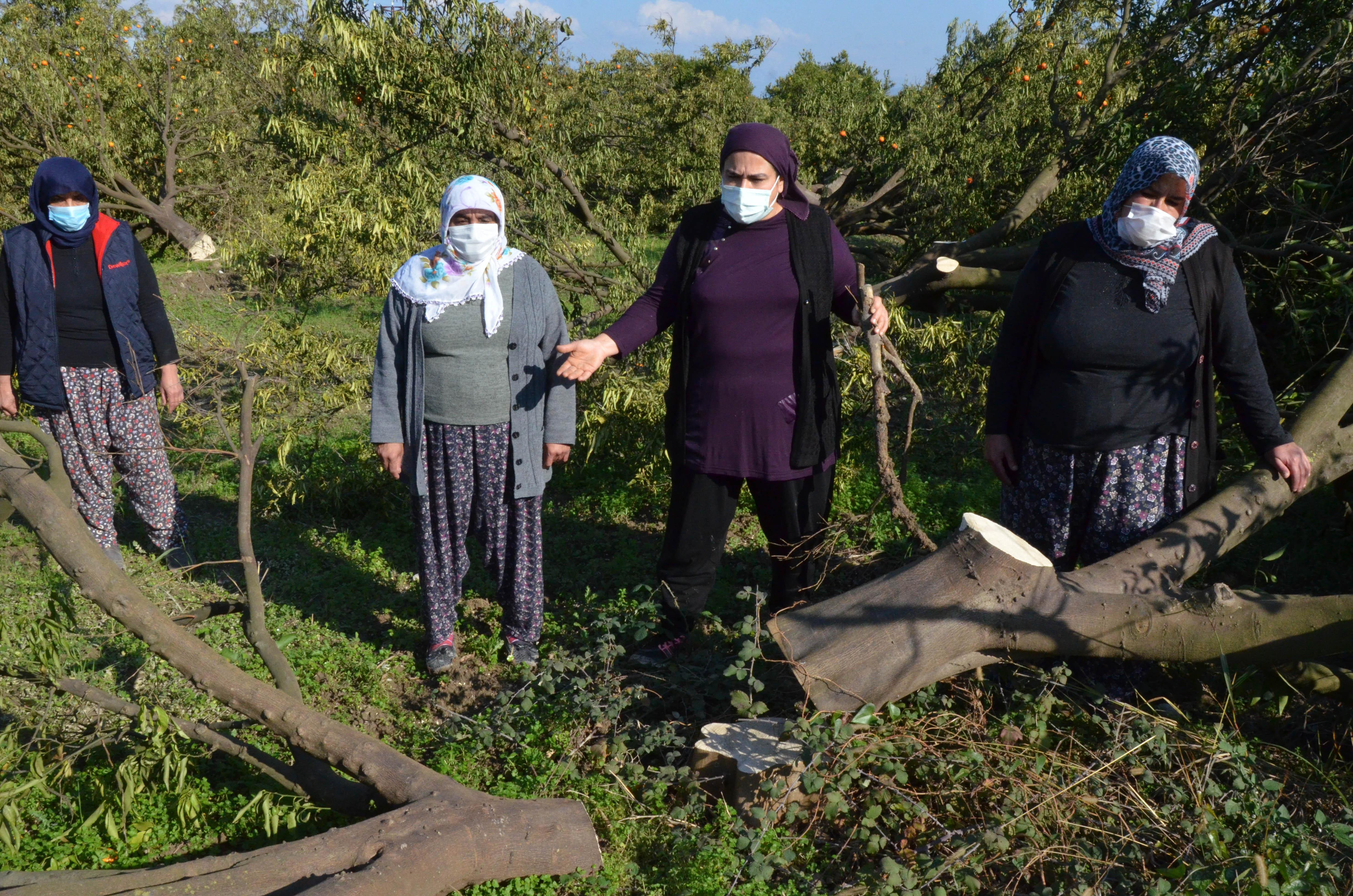 Arazideki 1000in üzerinde ağaç kesilince, mirasçı kardeşler nöbete başladı