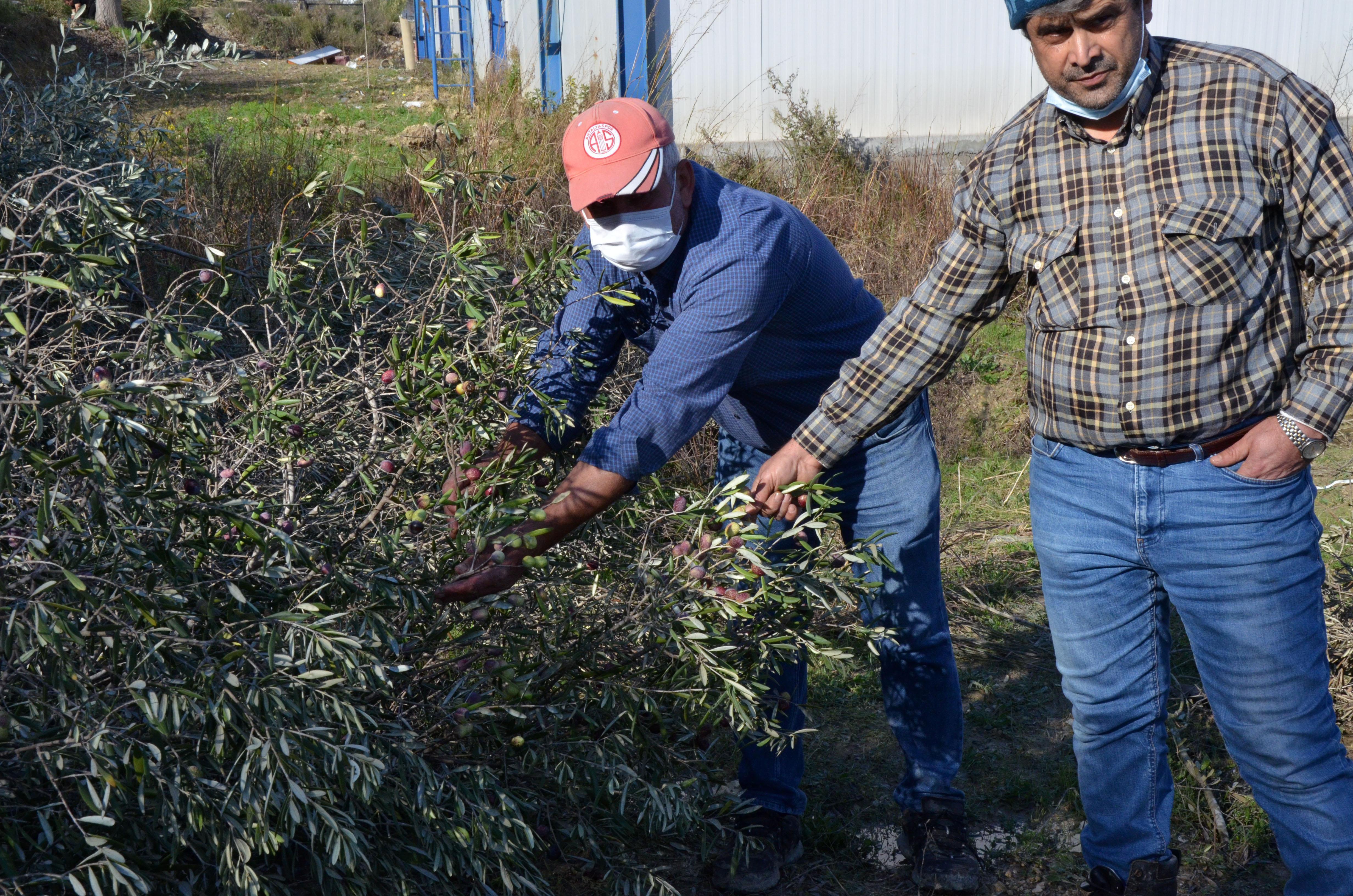 Arazideki 1000in üzerinde ağaç kesilince, mirasçı kardeşler nöbete başladı
