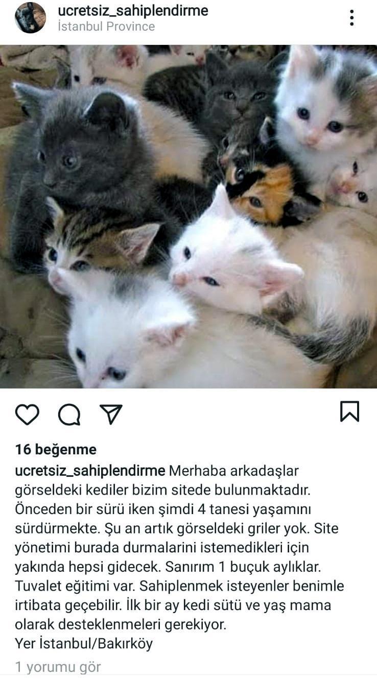 Sosyal medyada paylaştığı kedi ve köpek fotoğraflarıyla 69 bin lira dolandırdı