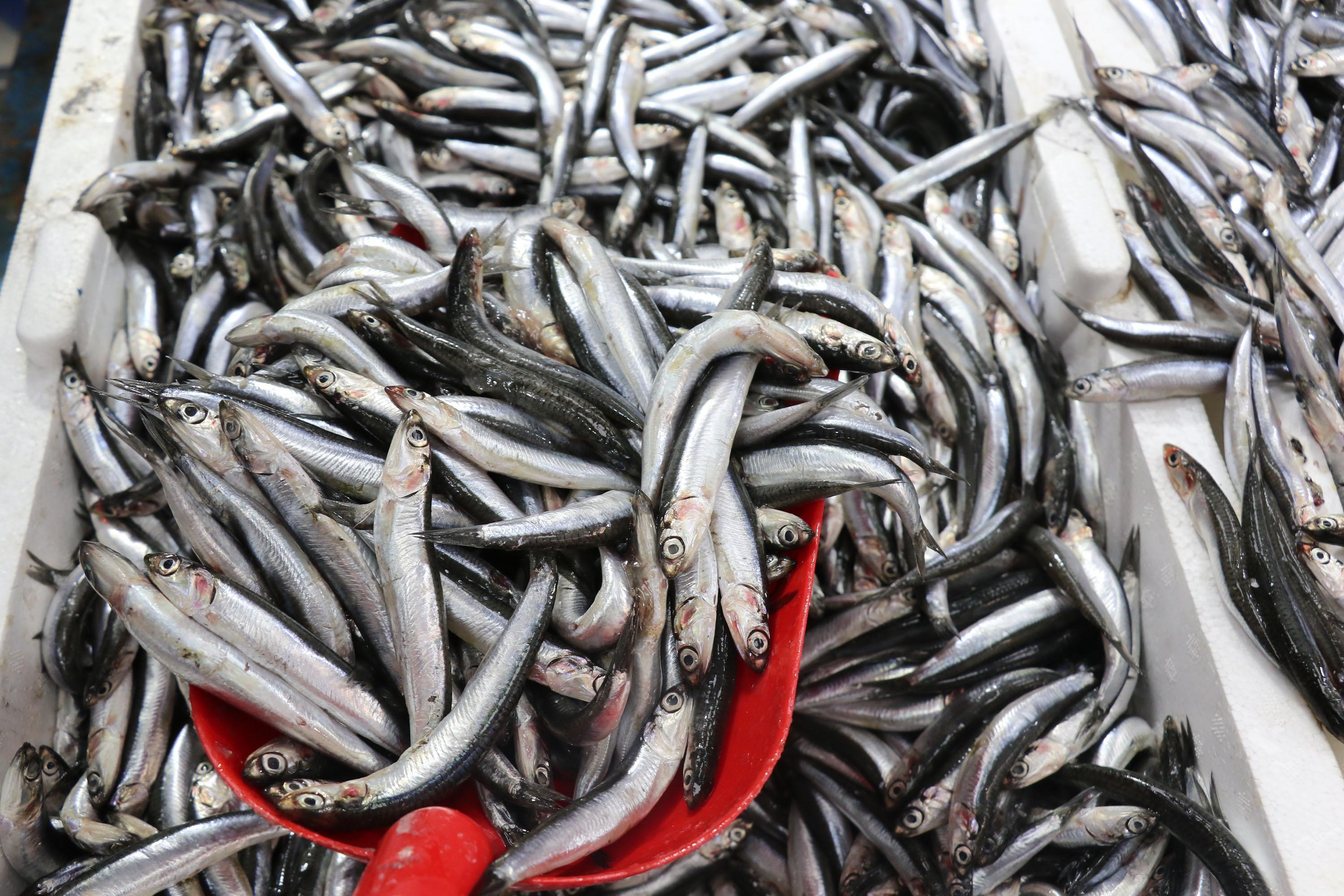 Dereler kurudu, hamsinin yiyeceği plankton azalınca boyu küçüldü